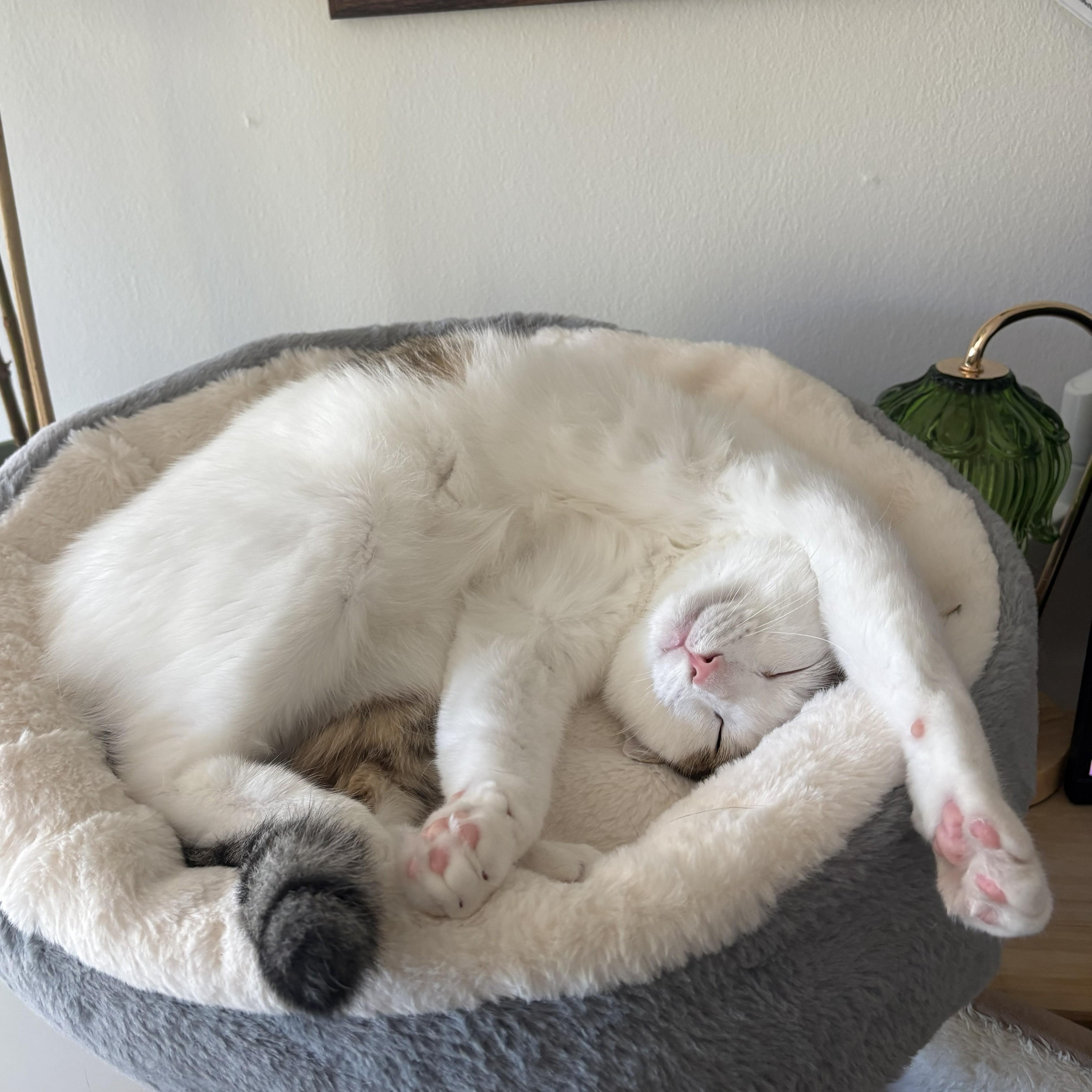 Bunny, a ADOPTABLE Domestic Short Hair in San Carlos, CA image 2/4