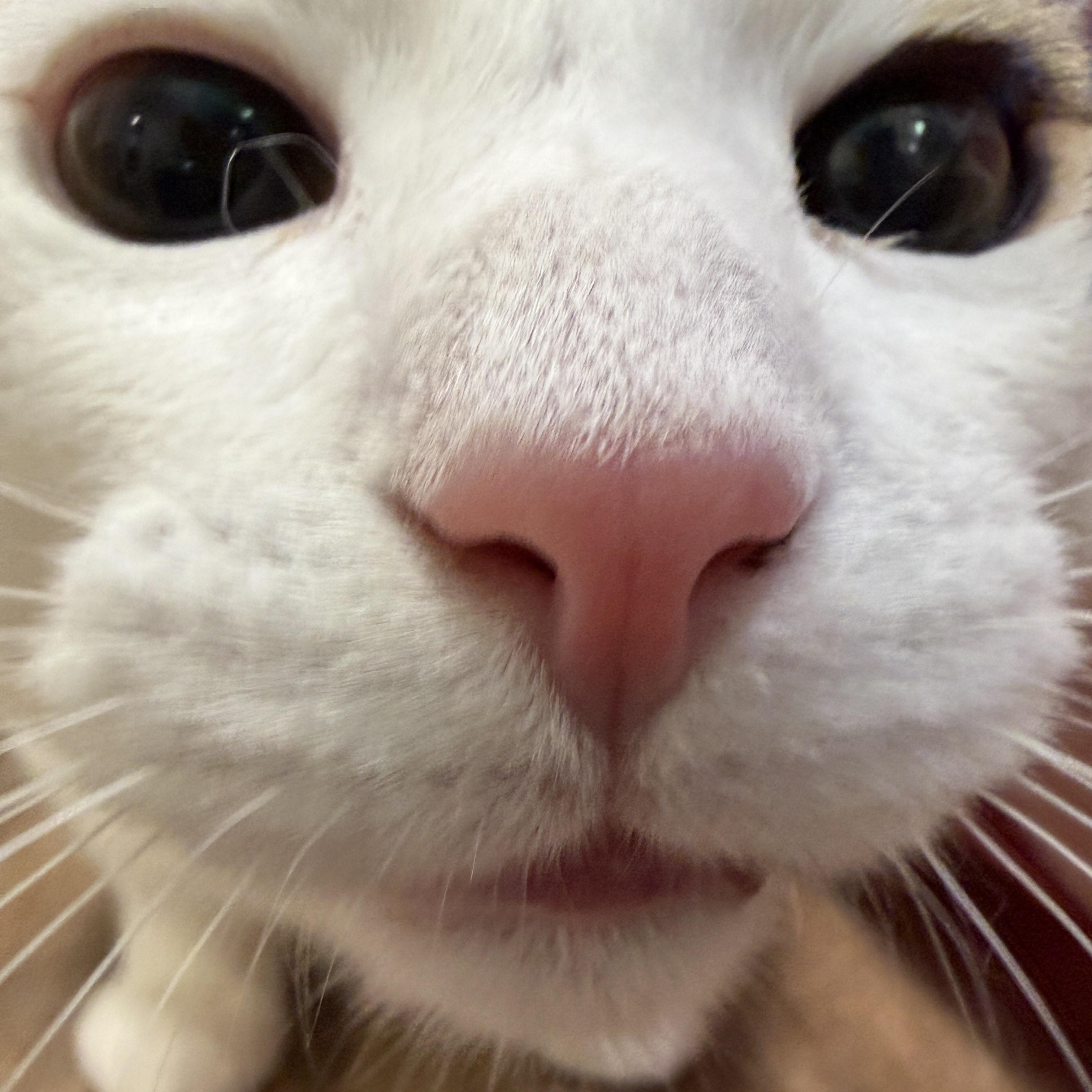 Enlarge Bunny, a ADOPTABLE Domestic Short Hair in San Carlos, CA image 1/6