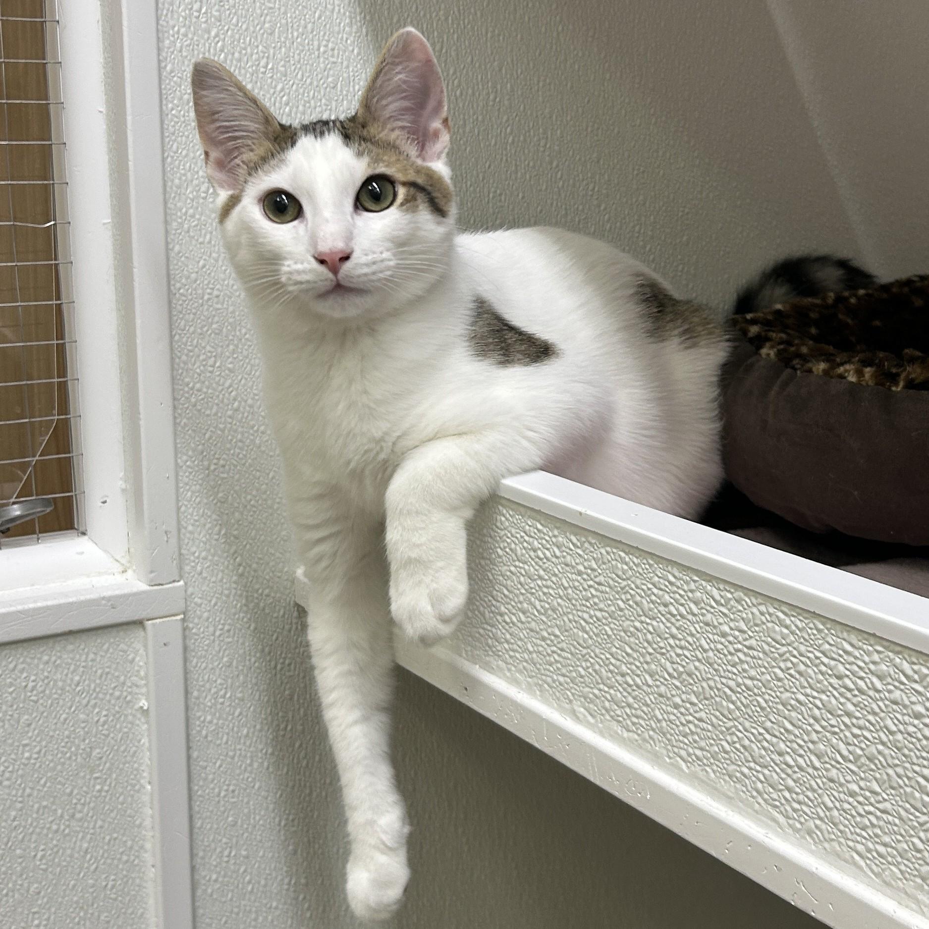 Enlarge Bunny, a ADOPTABLE Domestic Short Hair in San Carlos, CA image 5/6