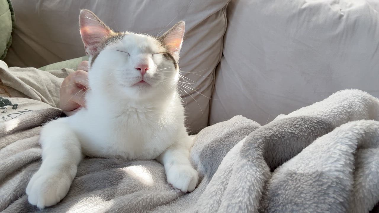 Enlarge Bunny, a ADOPTABLE Domestic Short Hair in San Carlos, CA video 2/5