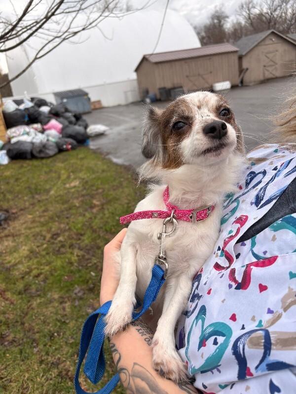 Enlarge Sophie, a Adoptable Chihuahua in Warren, PA image 1/1