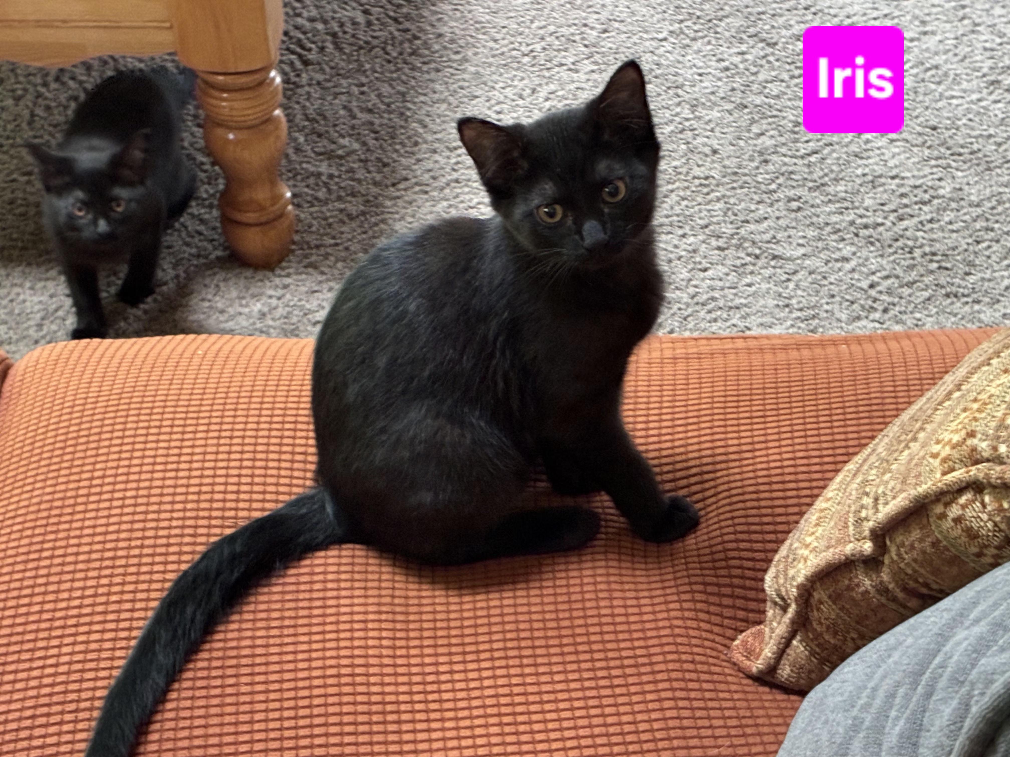 Iris (and Fern - other sibling Periwinkle), a ADOPTABLE Domestic Short Hair in Brighton, MI image 5/6
