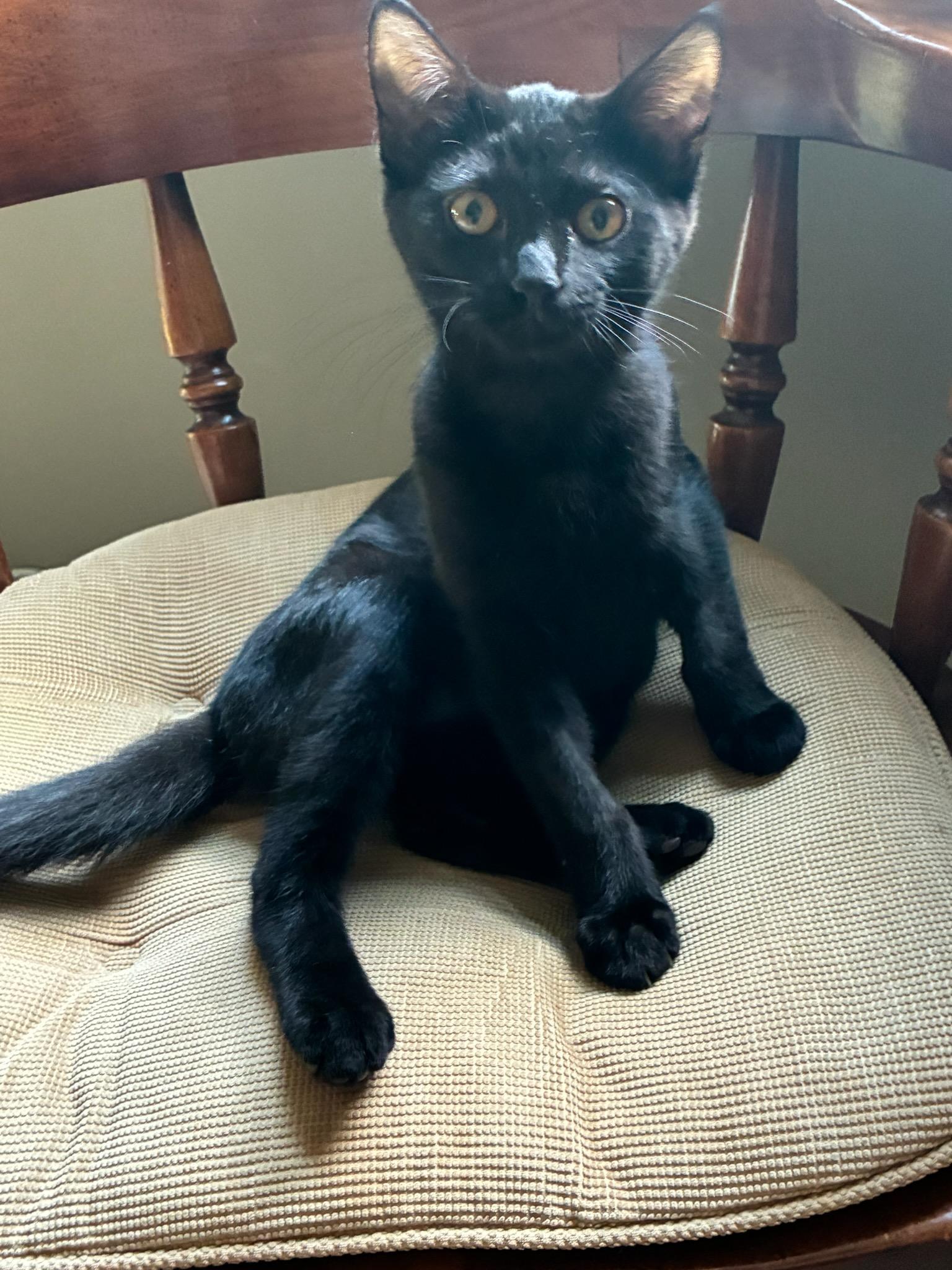 Iris (and Fern - other sibling Periwinkle), a ADOPTABLE Domestic Short Hair in Brighton, MI image 1/6