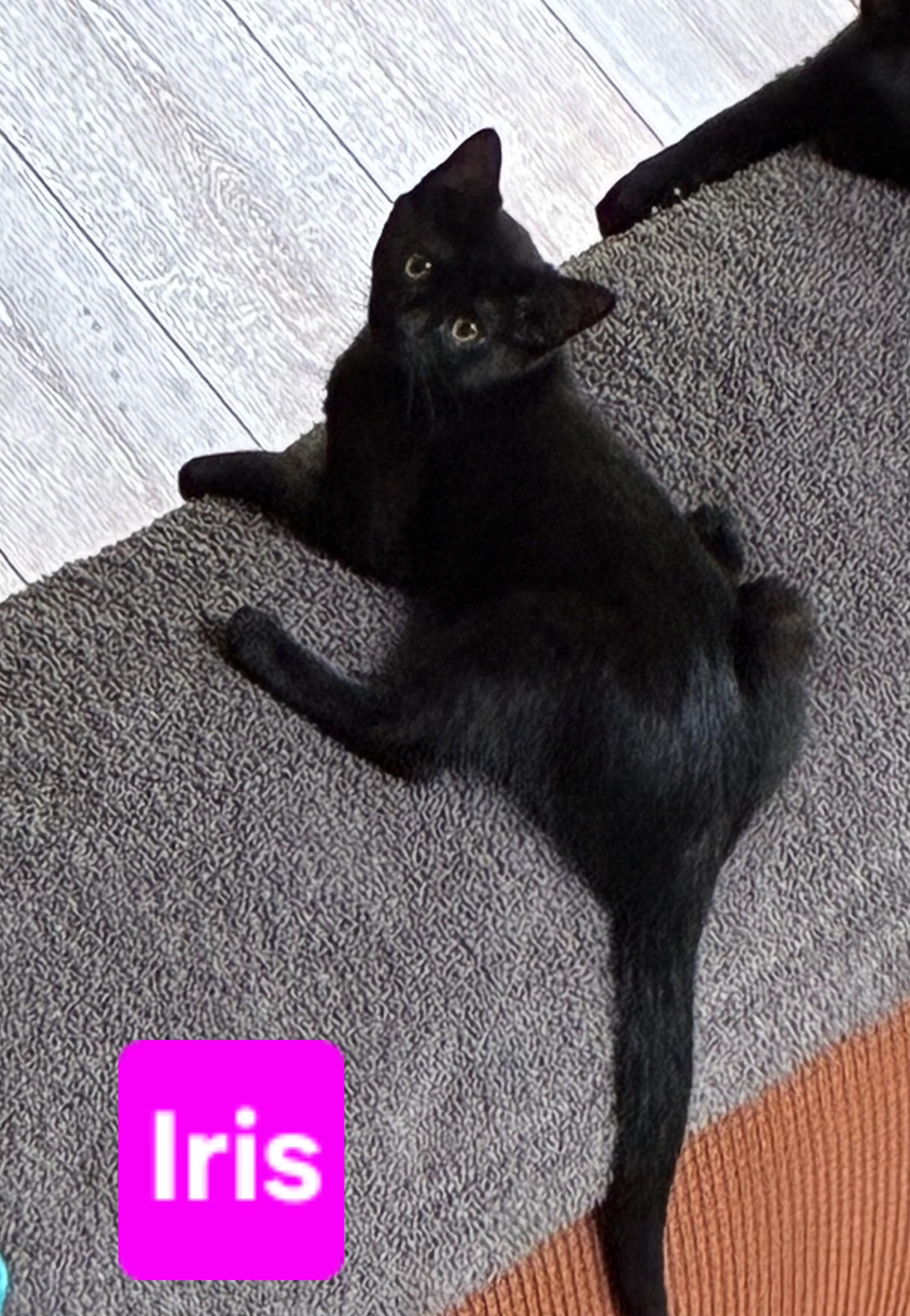 Iris (and Fern - other sibling Periwinkle), a ADOPTABLE Domestic Short Hair in Brighton, MI image 3/6