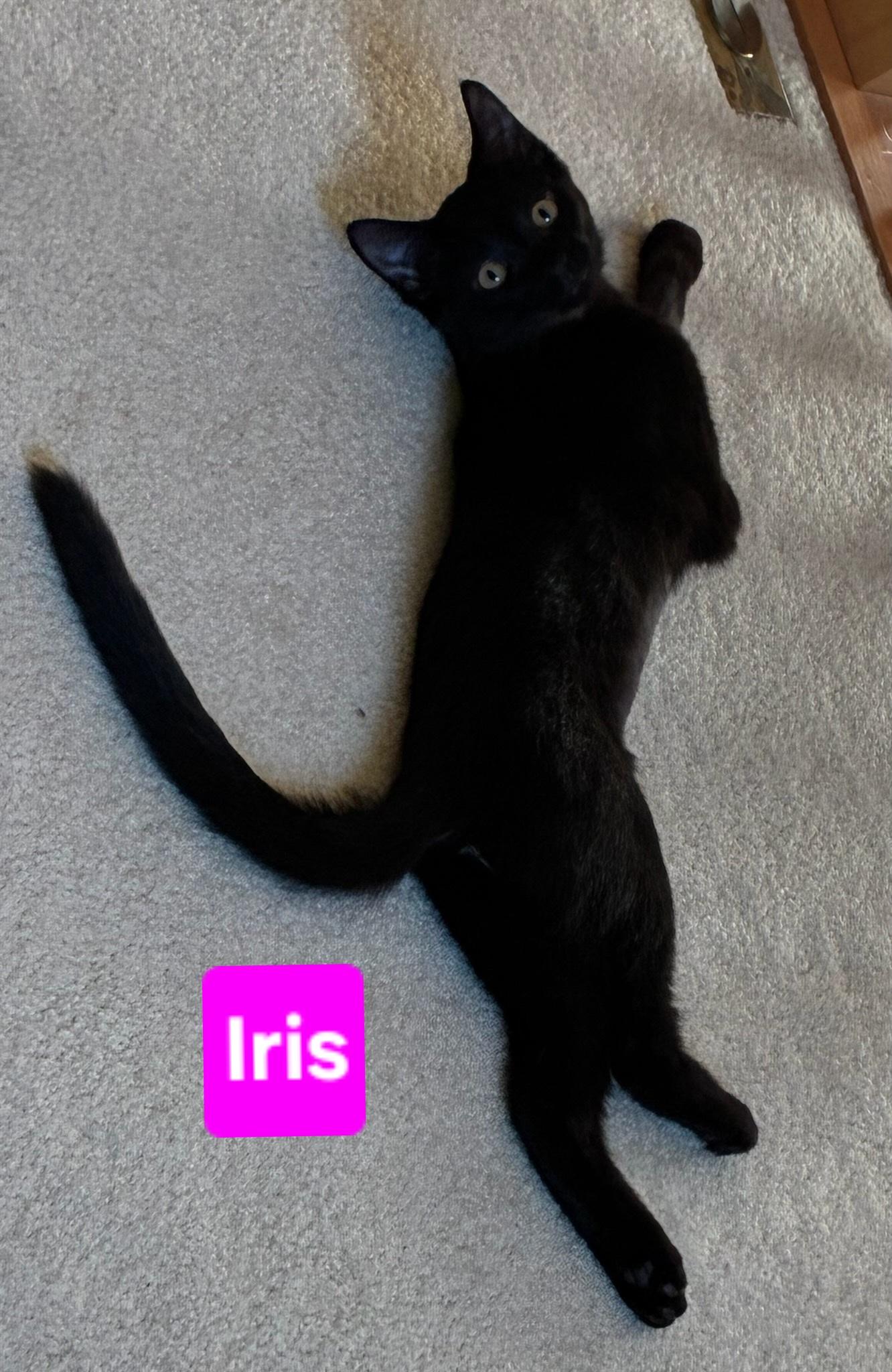 Iris (and Fern - other sibling Periwinkle), a ADOPTABLE Domestic Short Hair in Brighton, MI image 6/6