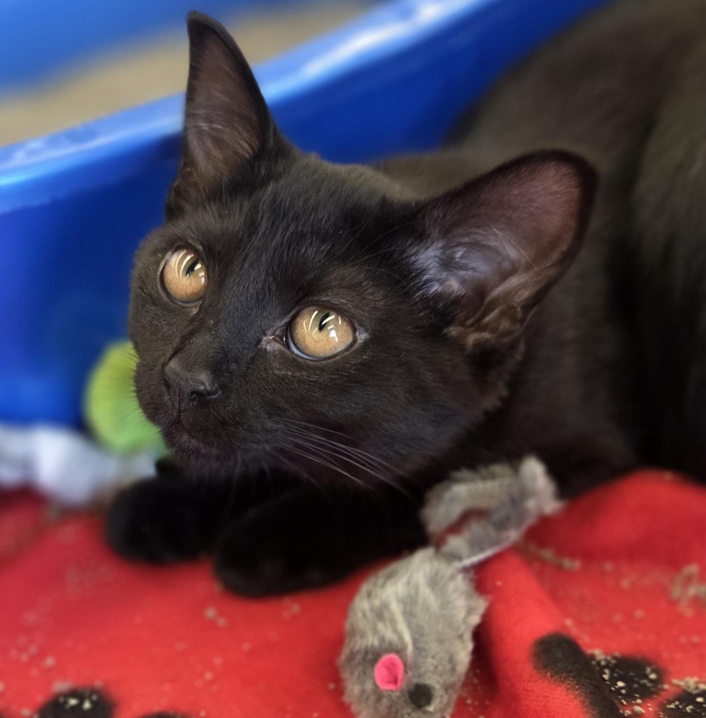 Iris (and Fern - other sibling Periwinkle), a ADOPTABLE Domestic Short Hair in Brighton, MI image 2/6