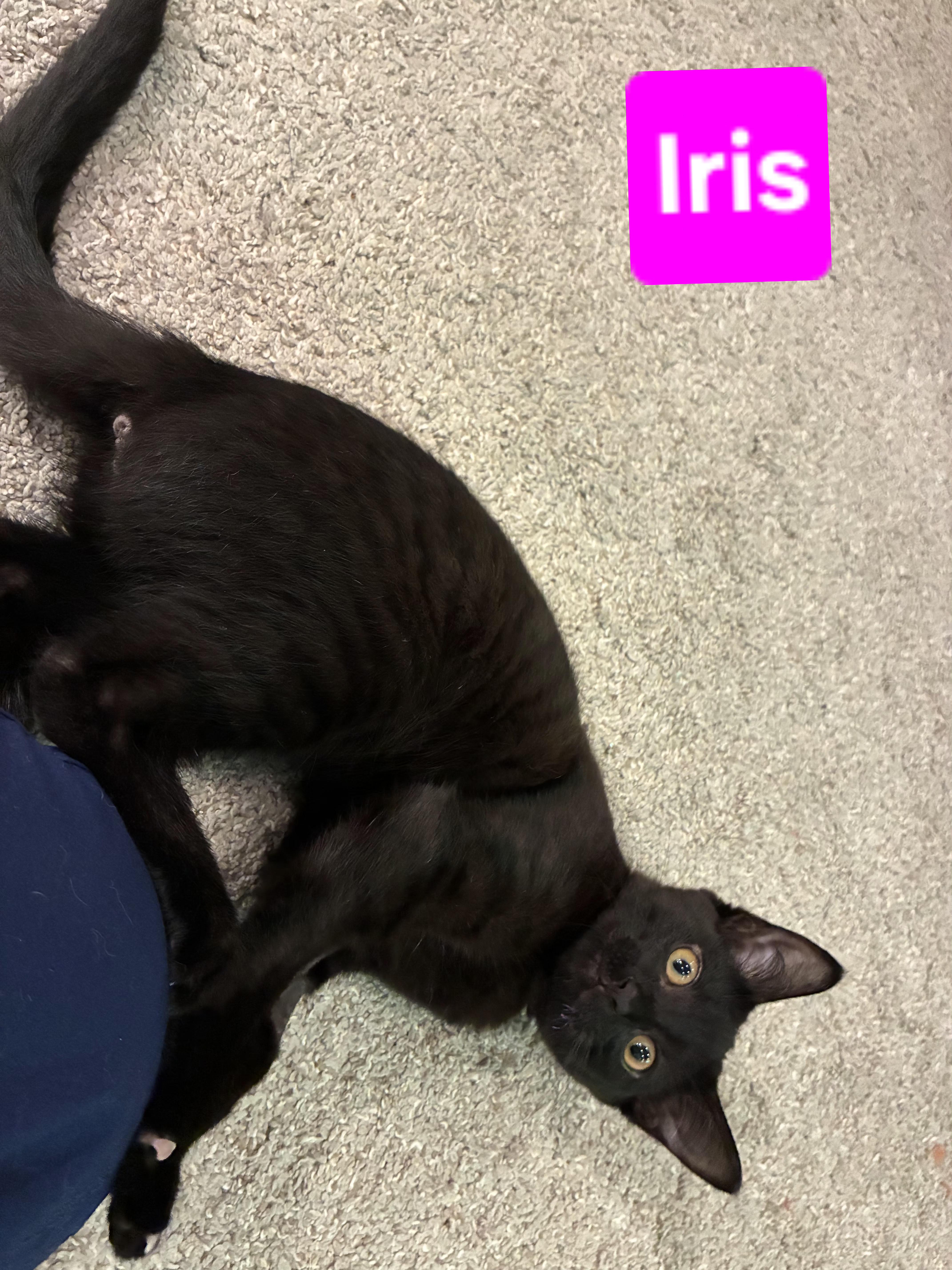 Iris (and Fern - other sibling Periwinkle), a ADOPTABLE Domestic Short Hair in Brighton, MI image 4/6