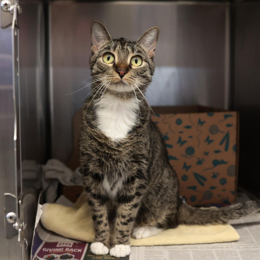 Lola, Adoptable, Adult Female Domestic Short Hair.