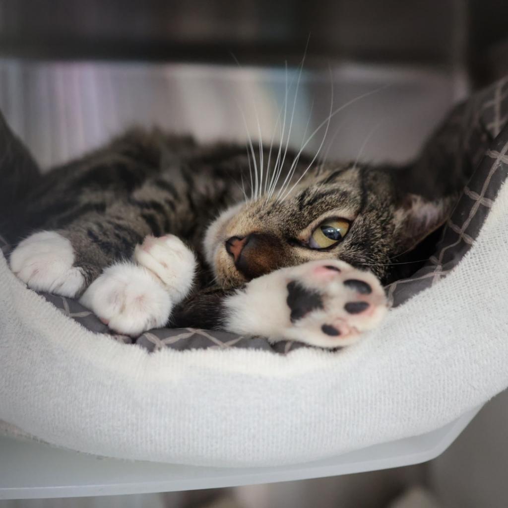 Lola, a Adoptable Domestic Short Hair in Santa Barbara, CA image 2/3