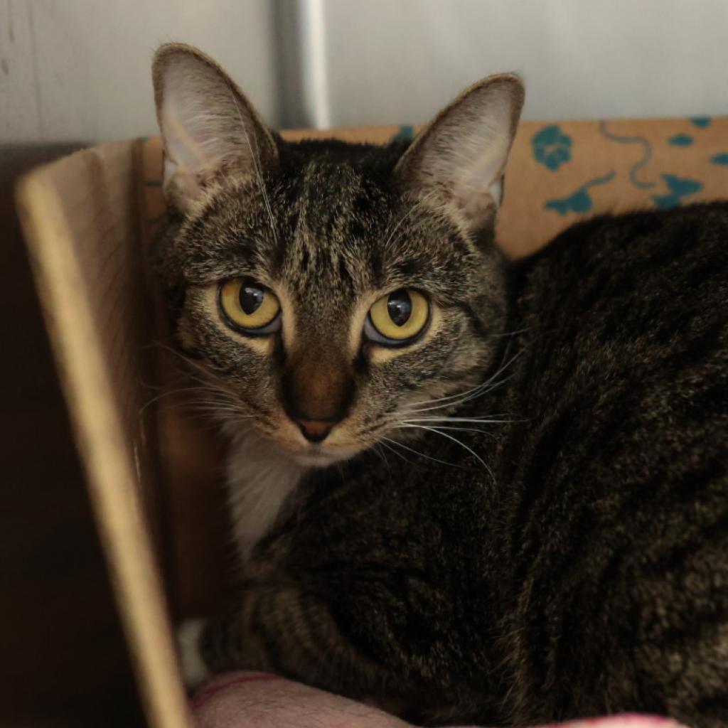 Lola, a Adoptable Domestic Short Hair in Santa Barbara, CA image 3/3