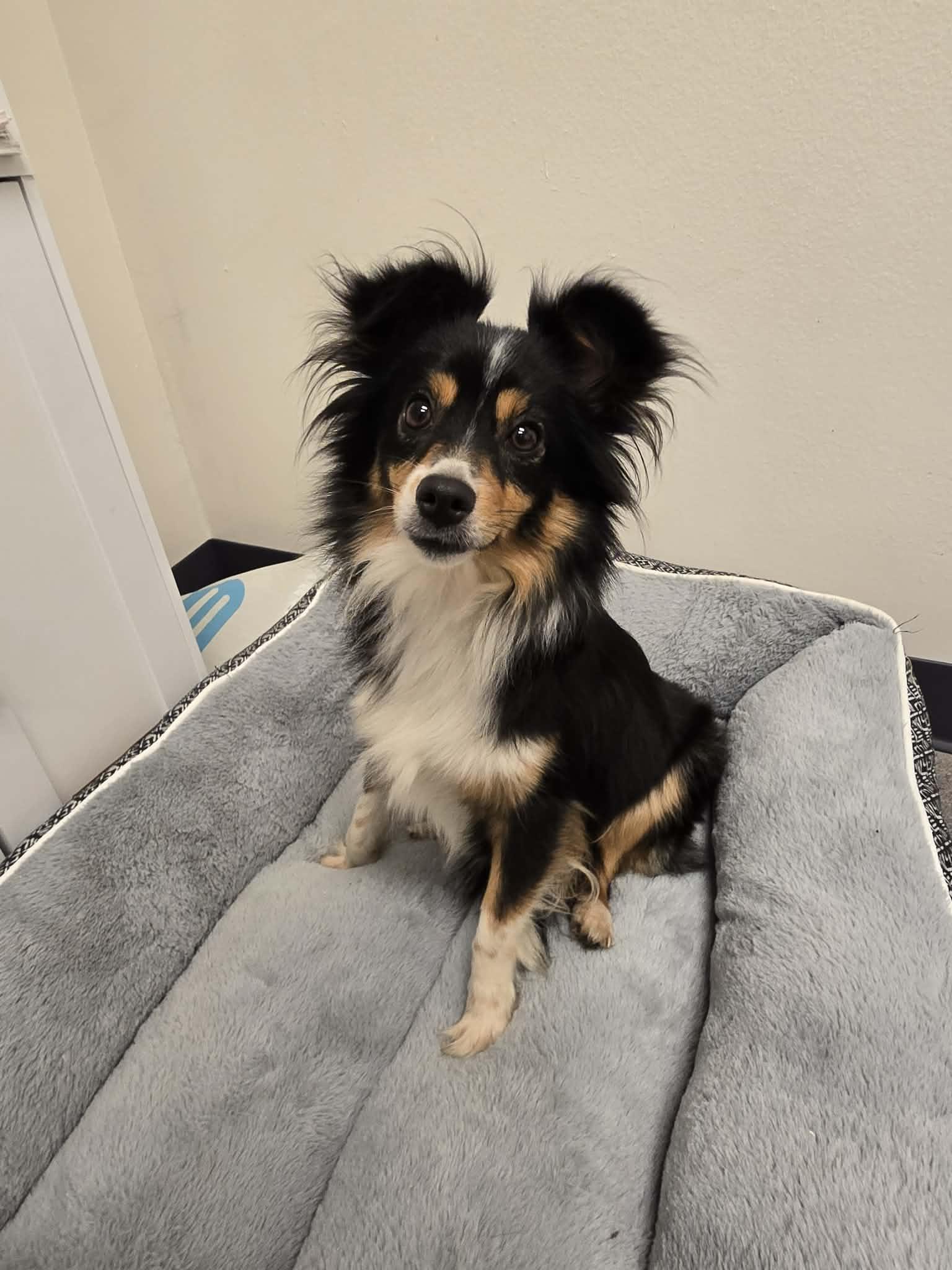 Egypt, an adopted Australian Shepherd in Hooksett, NH image 3/4