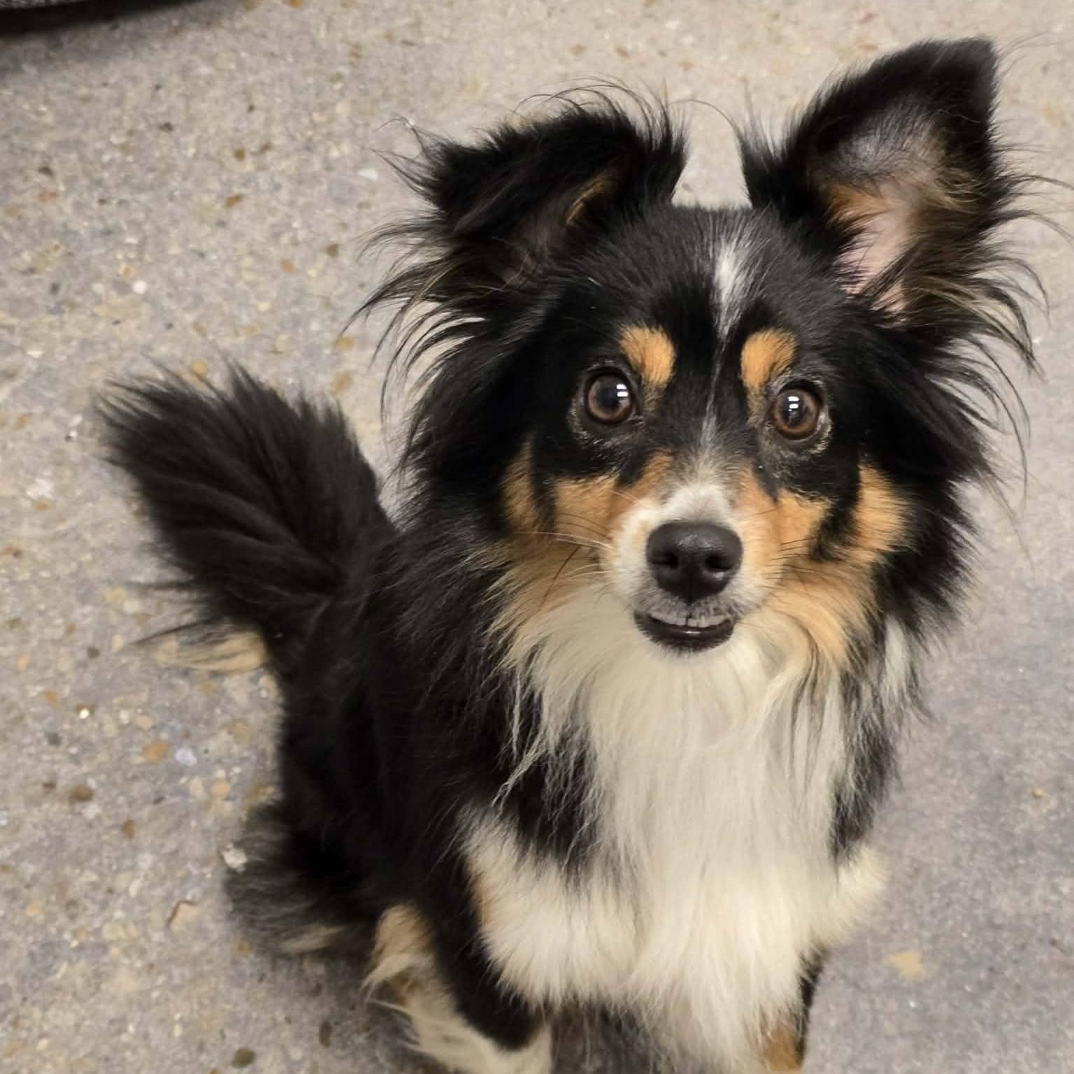 Egypt, adopted, Young Female Australian Shepherd.