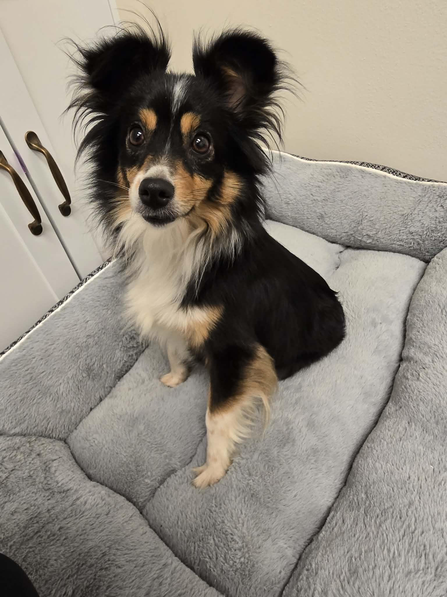 Egypt, an adopted Australian Shepherd in Hooksett, NH image 4/4