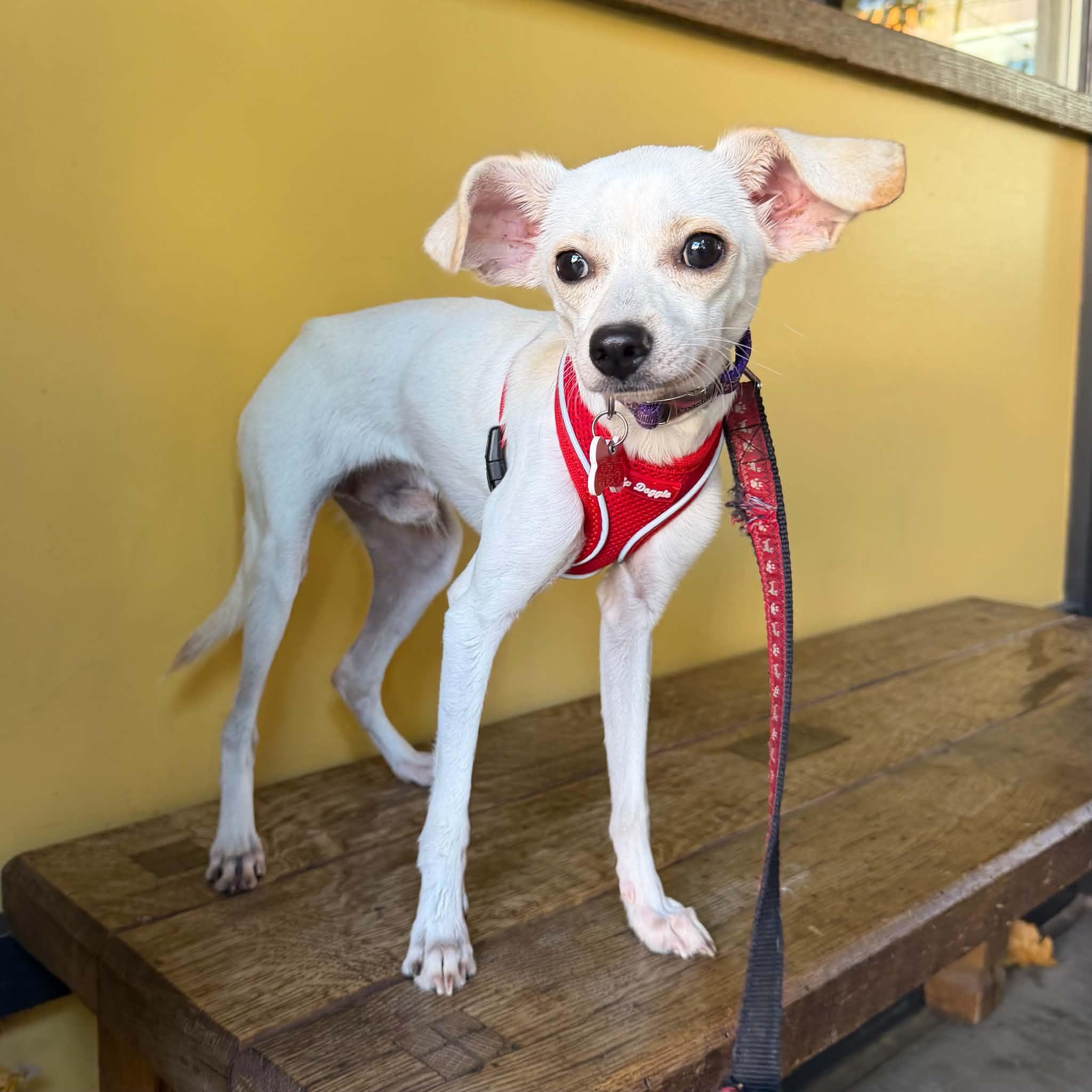 Enlarge Monty, a Adoptable mixed breed in Boulder, CO image 1/6