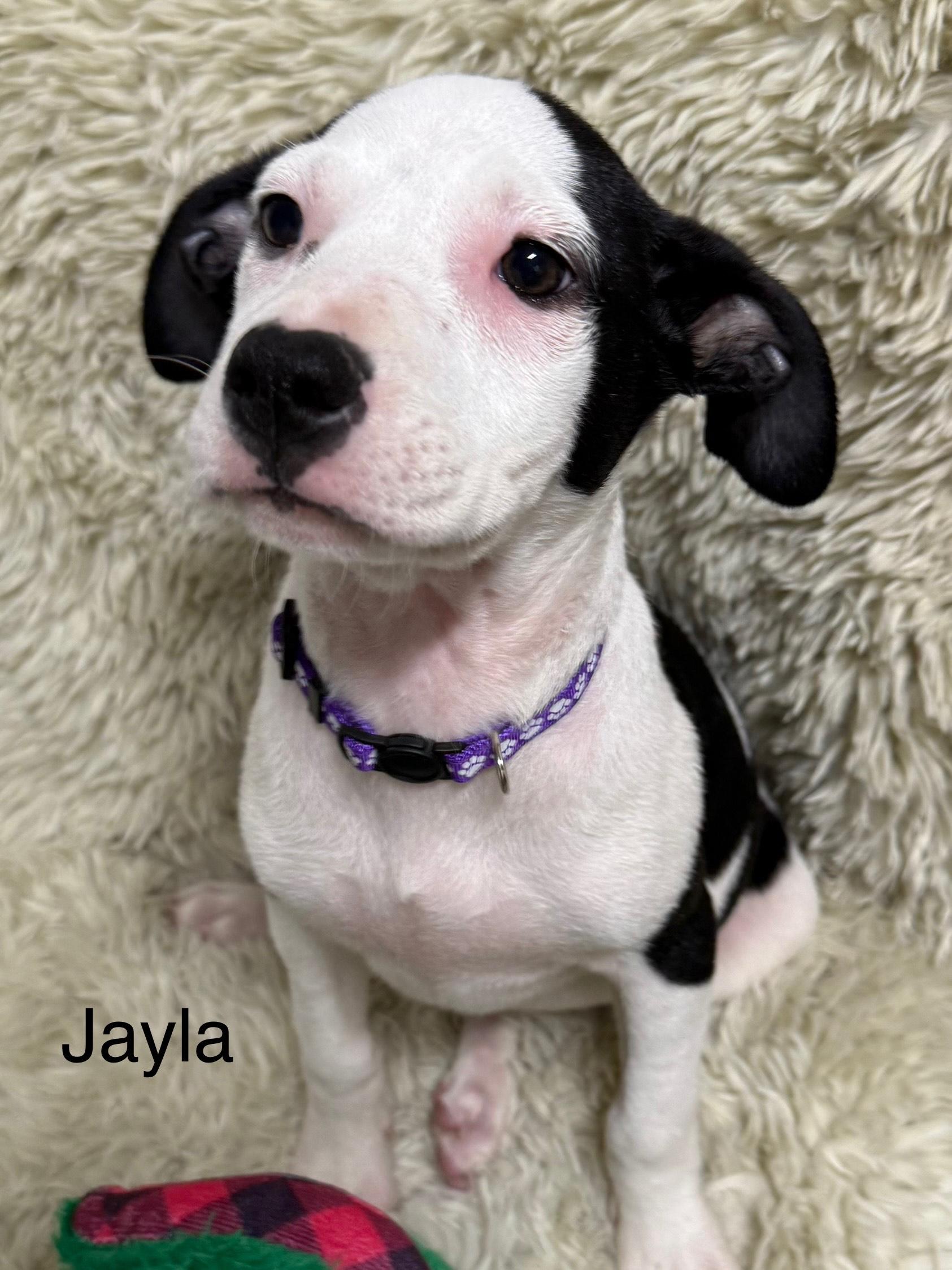 Jayla, a Adoptable mixed breed in modesto, CA image 2/2