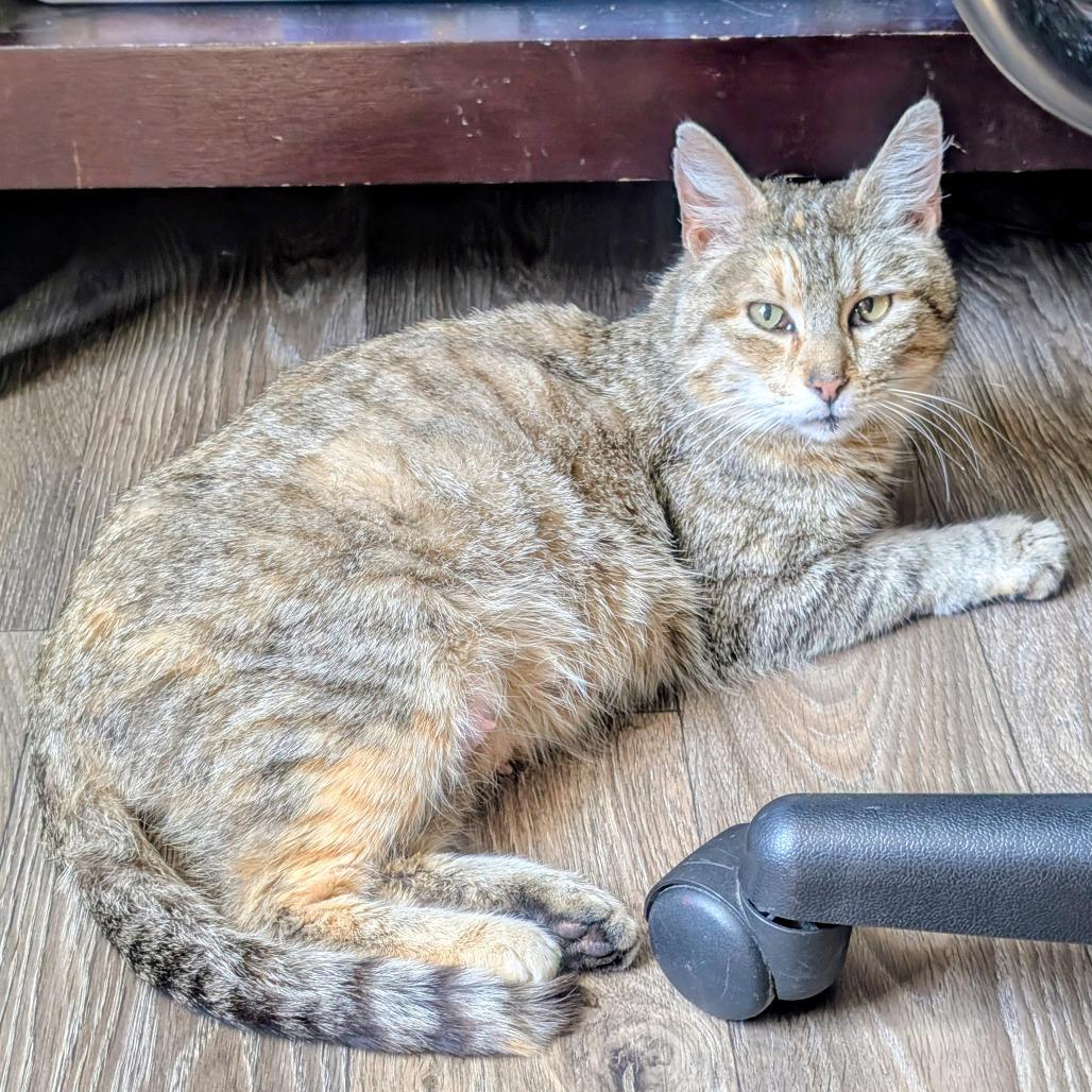 Enlarge Lovie, a Adoptable Domestic Short Hair in West Plains, MO image 1/1