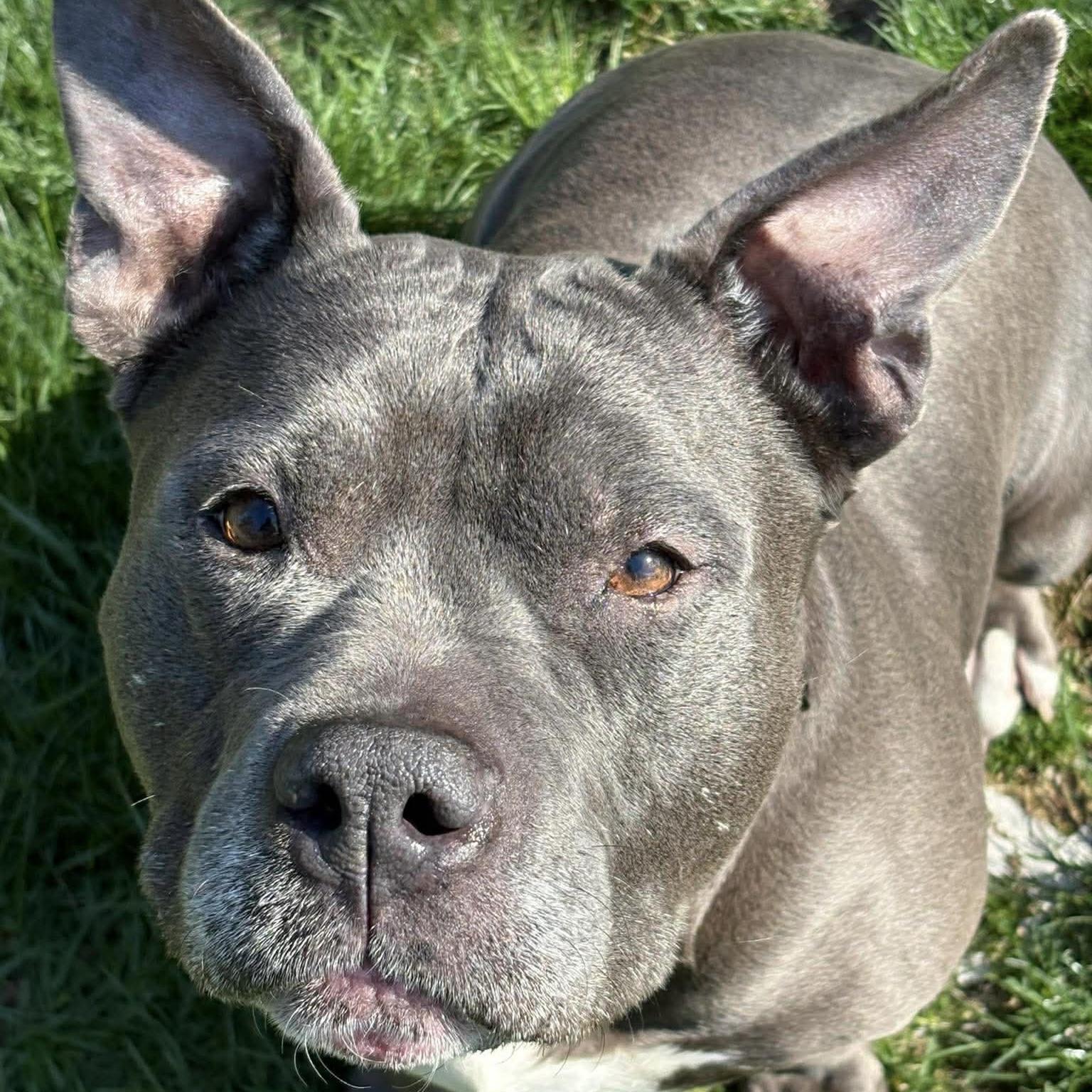 Enlarge Smidge , a ADOPTABLE mixed breed in Elizabethtown, PA image 2/5