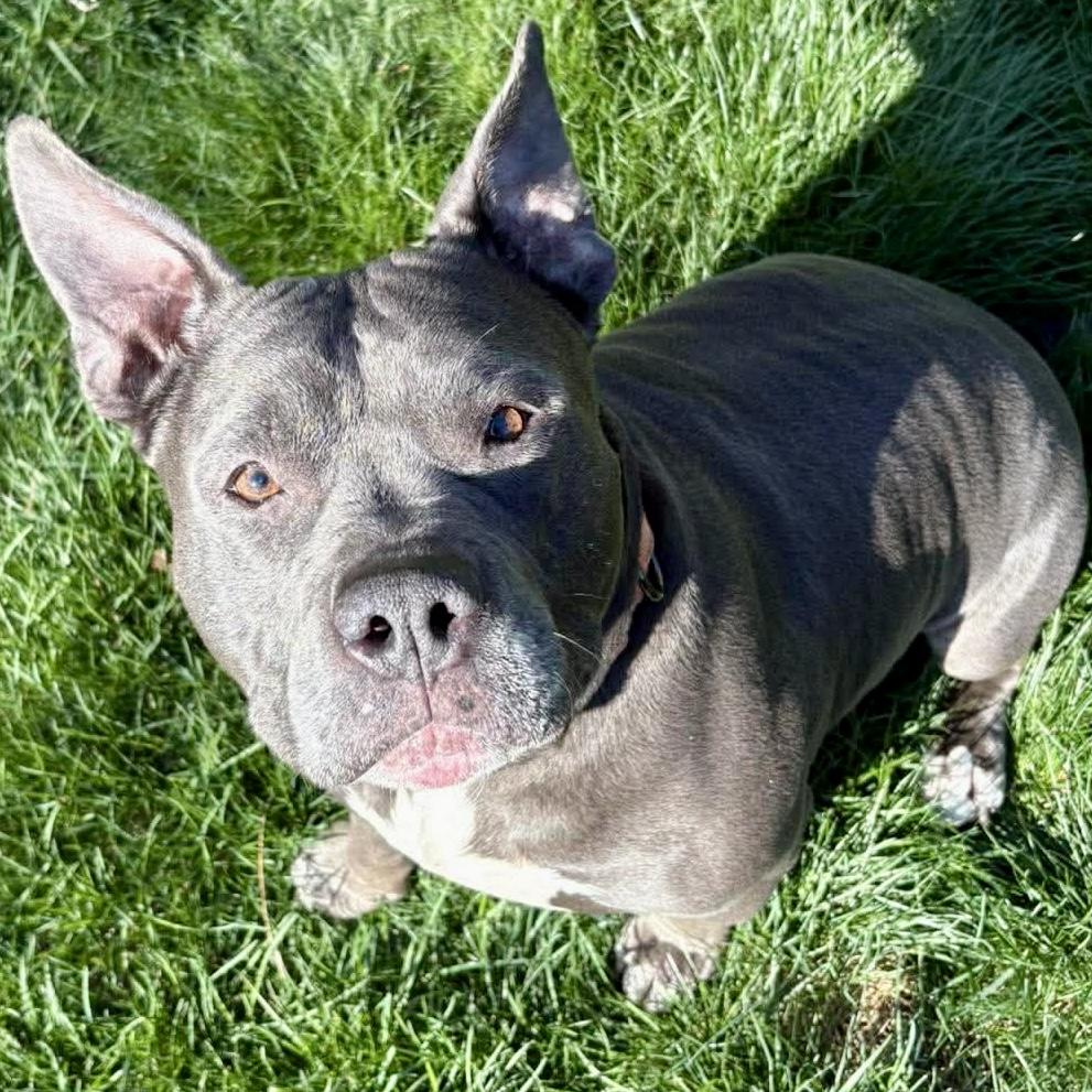 Smidge , ADOPTABLE, Adult Male Pit Bull Terrier.