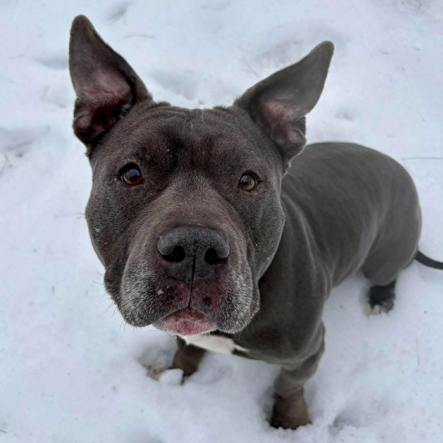 Enlarge Smidge , a ADOPTABLE mixed breed in Elizabethtown, PA image 1/2