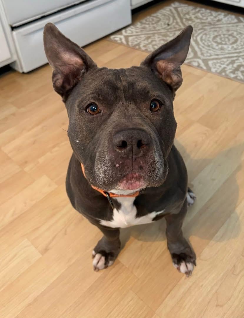 Enlarge Smidge , a ADOPTABLE mixed breed in Elizabethtown, PA image 2/2