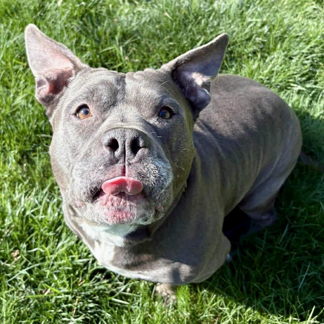 Enlarge Smidge , a ADOPTABLE mixed breed in Elizabethtown, PA image 3/5