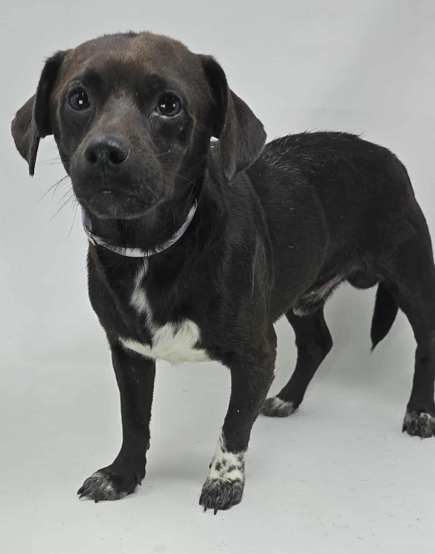 Cake Batter thumbnail 2