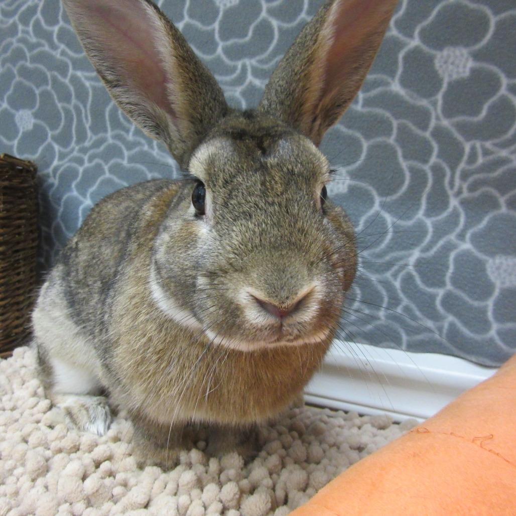 Enlarge Swayze, a Adoptable Bunny Rabbit in Newport, PA image 1/5