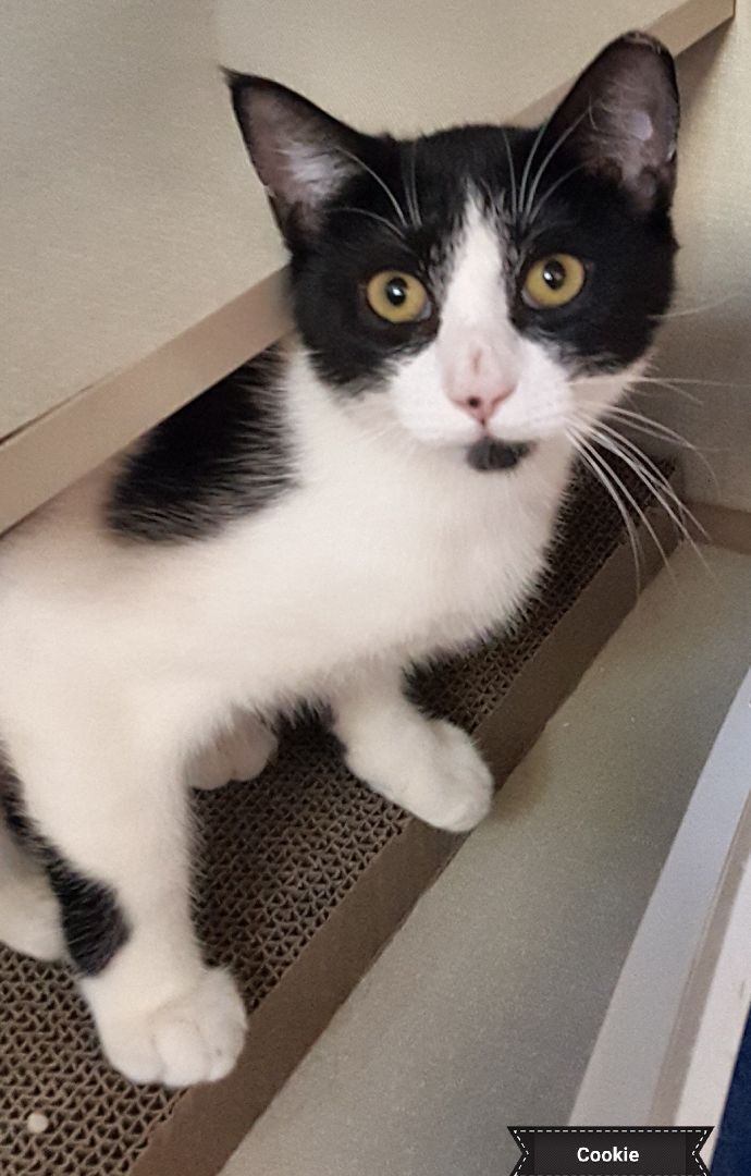 Cookie , Adoptable, Young Female Domestic Short Hair.