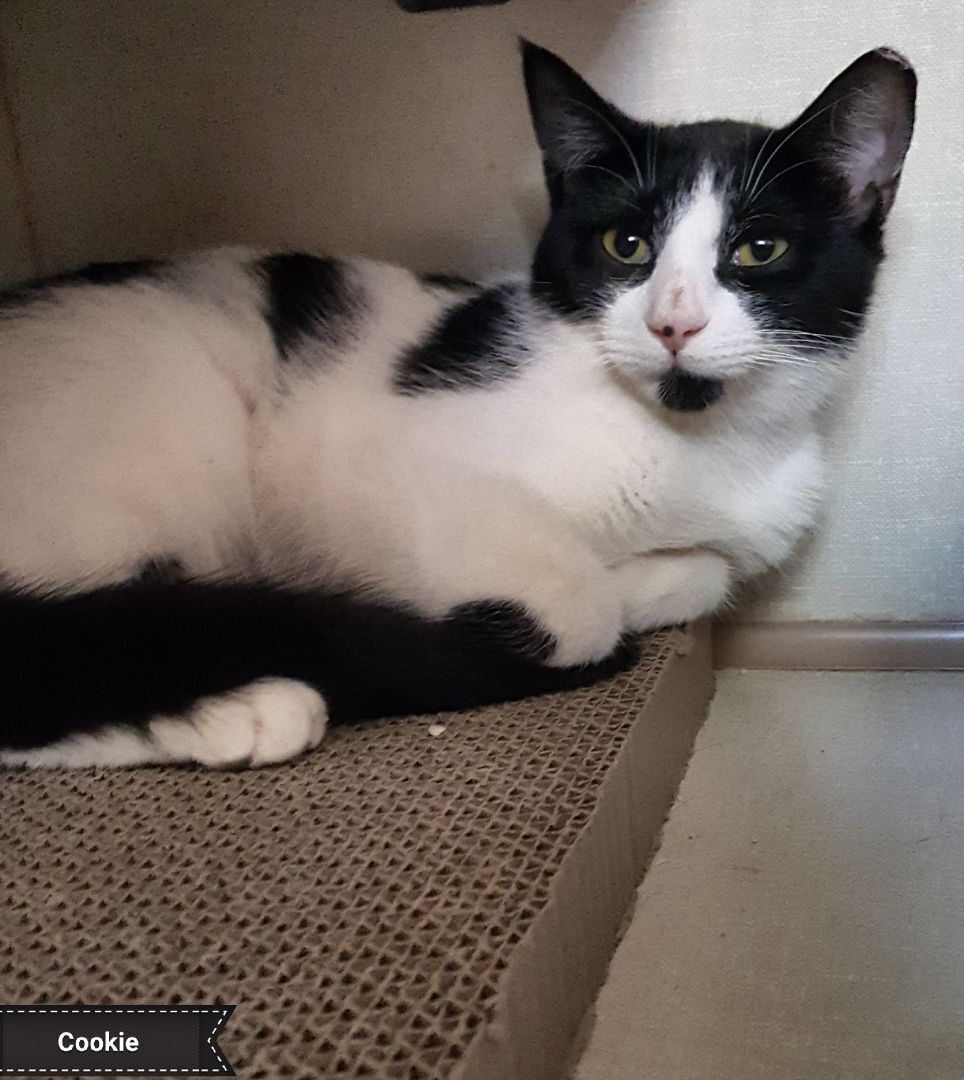 Cookie , a Adoptable Domestic Short Hair in Key Largo, FL image 2/2