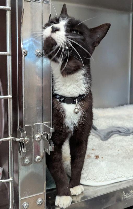 Blackjack, Adoptable, Adult Male Tuxedo & Domestic Short Hair.
