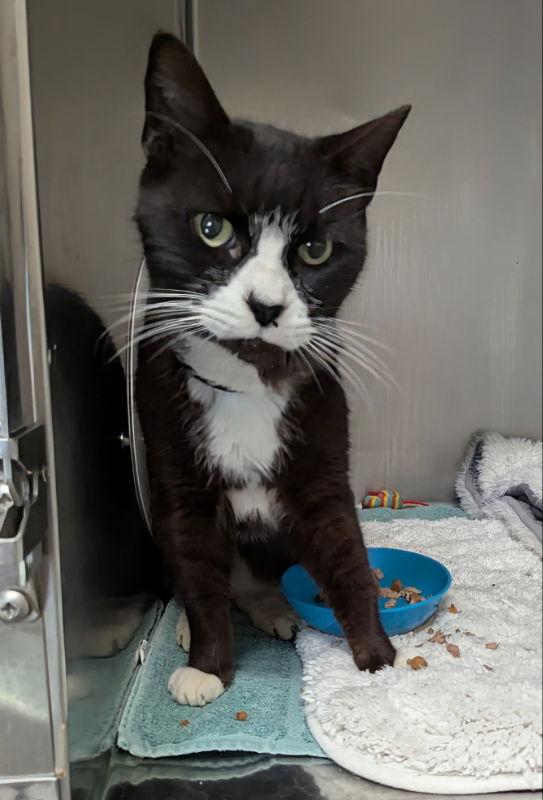 Blackjack, a Adoptable mixed breed in Ocala, FL image 2/3
