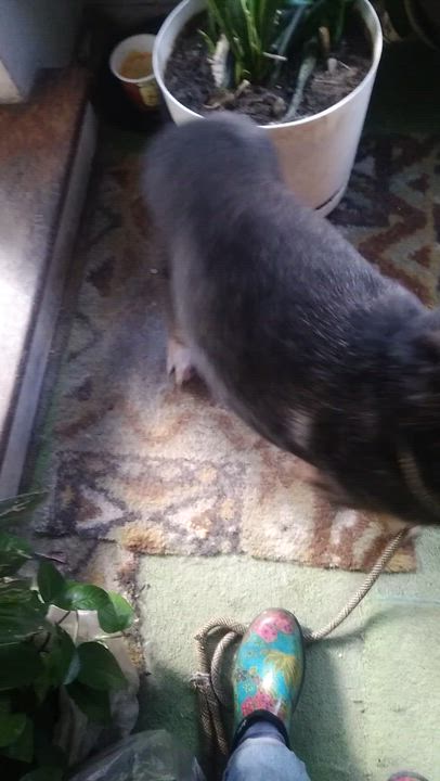 Enlarge Iditarod, a Adoptable mixed breed in New York, NY video 2/3