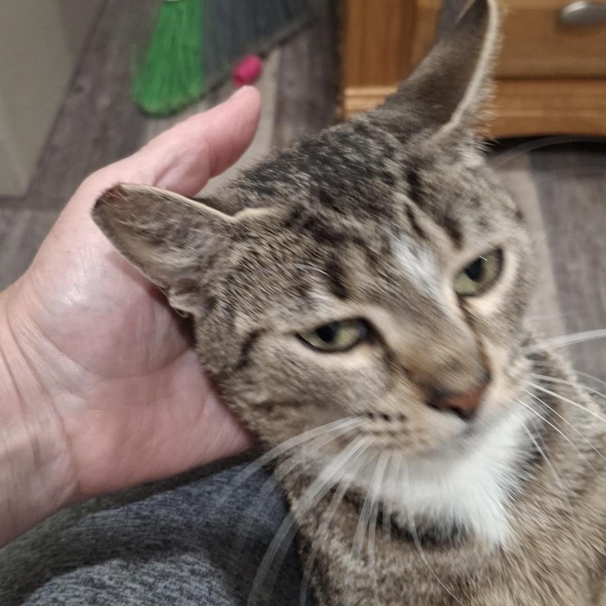 Ada, adoptable, Young Female Domestic Short Hair & Savannah.