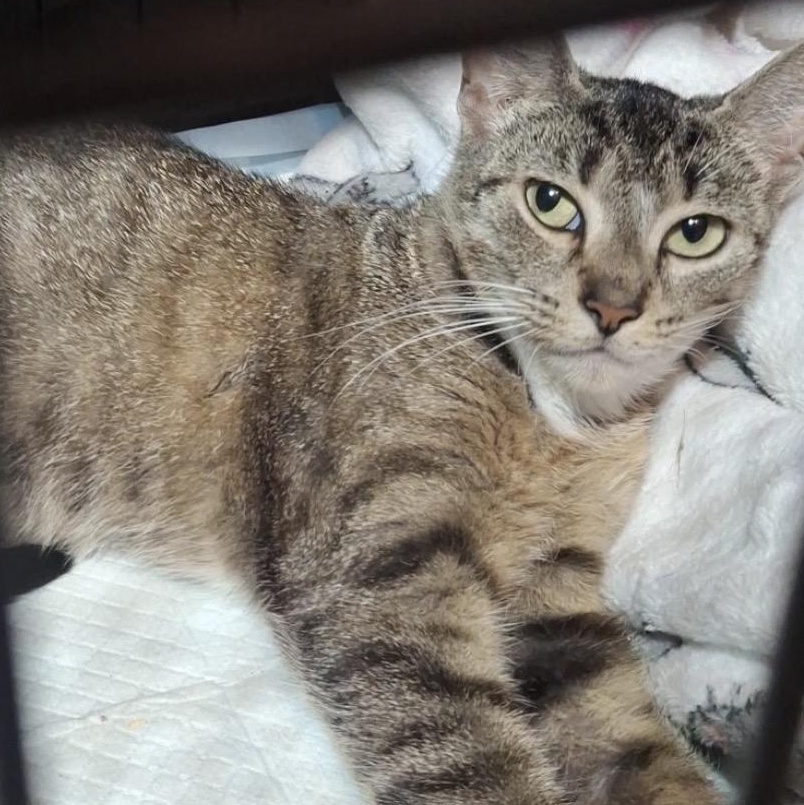Ada, an adoptable mixed breed in Maple Shade, NJ image 2/5
