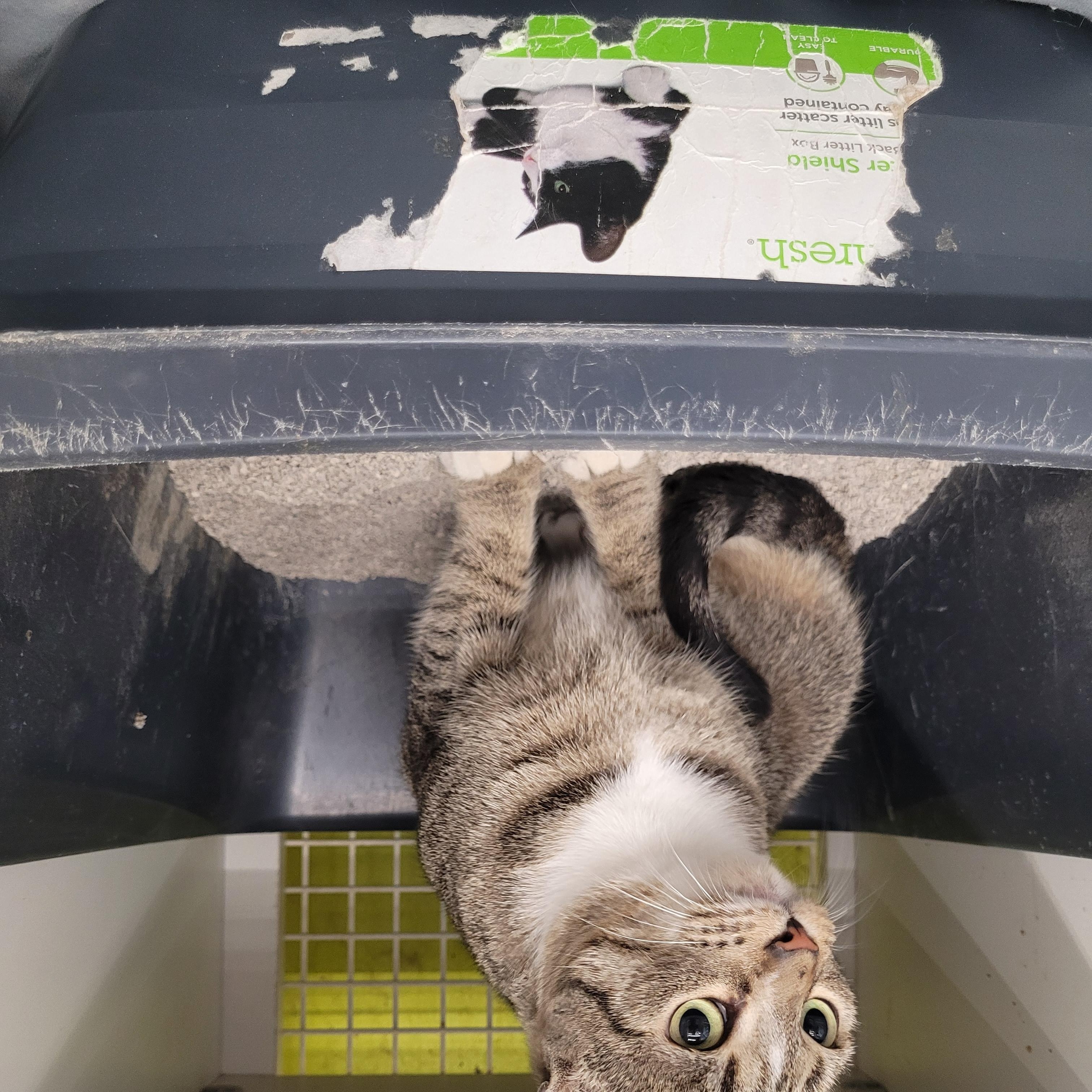 Ada, an adoptable mixed breed in Maple Shade, NJ image 5/5