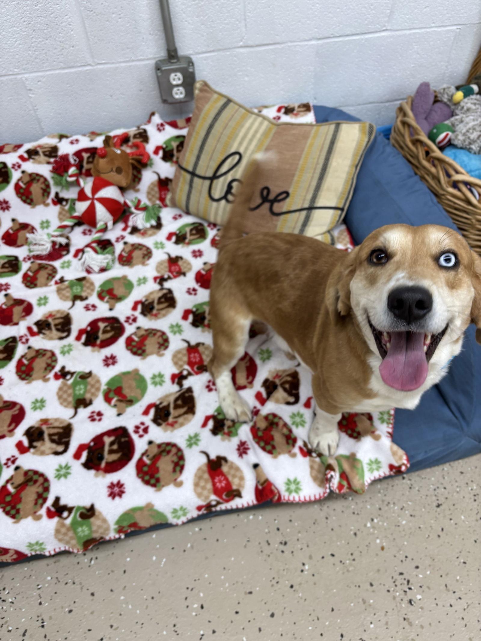 Shepp, Adoptable, Adult Male Beagle.