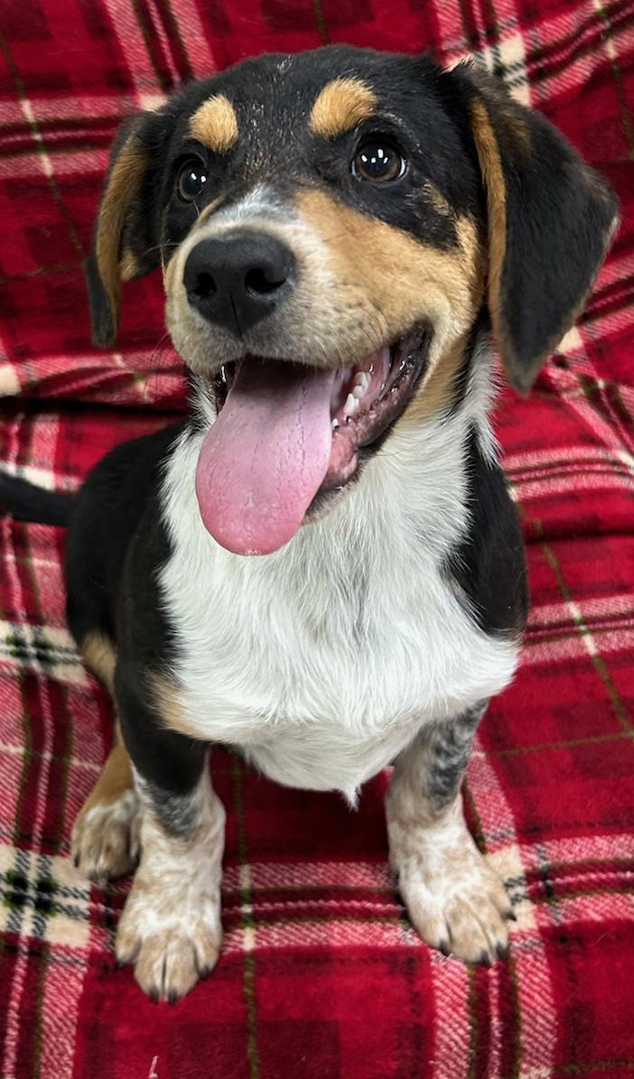Rock, Adoptable, Puppy Male Beagle & Australian Shepherd.