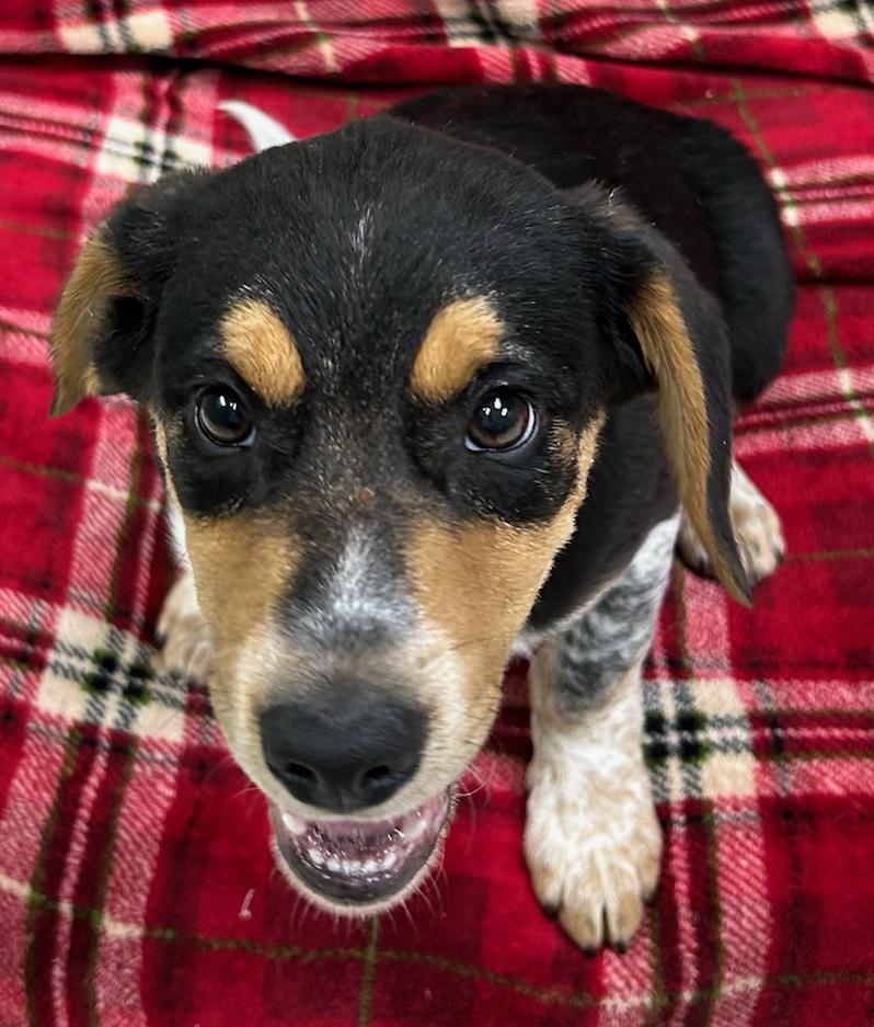 Enlarge Rock, a Adoptable mixed breed in Neillsville, WI image 2/5