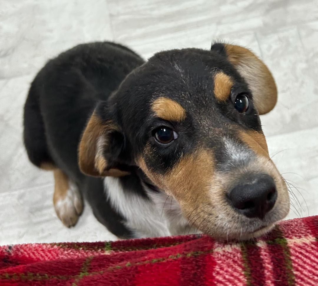 Enlarge Rock, a Adoptable mixed breed in Neillsville, WI image 3/5