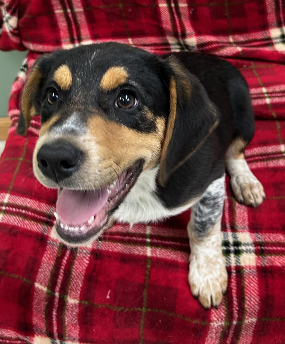 Enlarge Rock, a Adoptable mixed breed in Neillsville, WI image 4/5