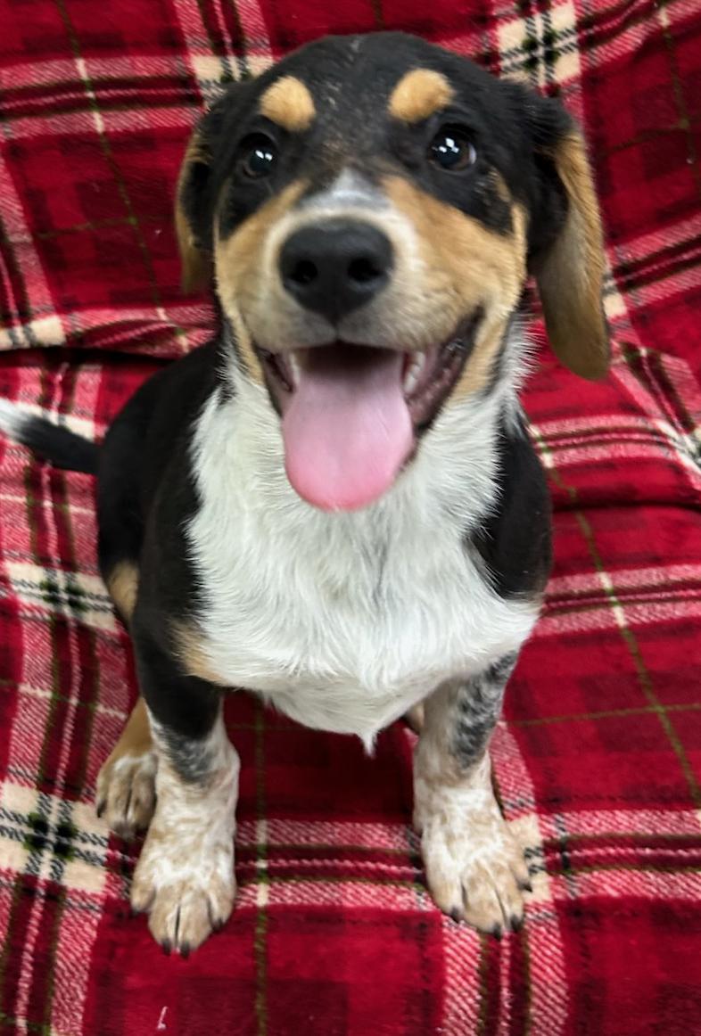 Enlarge Rock, a Adoptable mixed breed in Neillsville, WI image 5/5