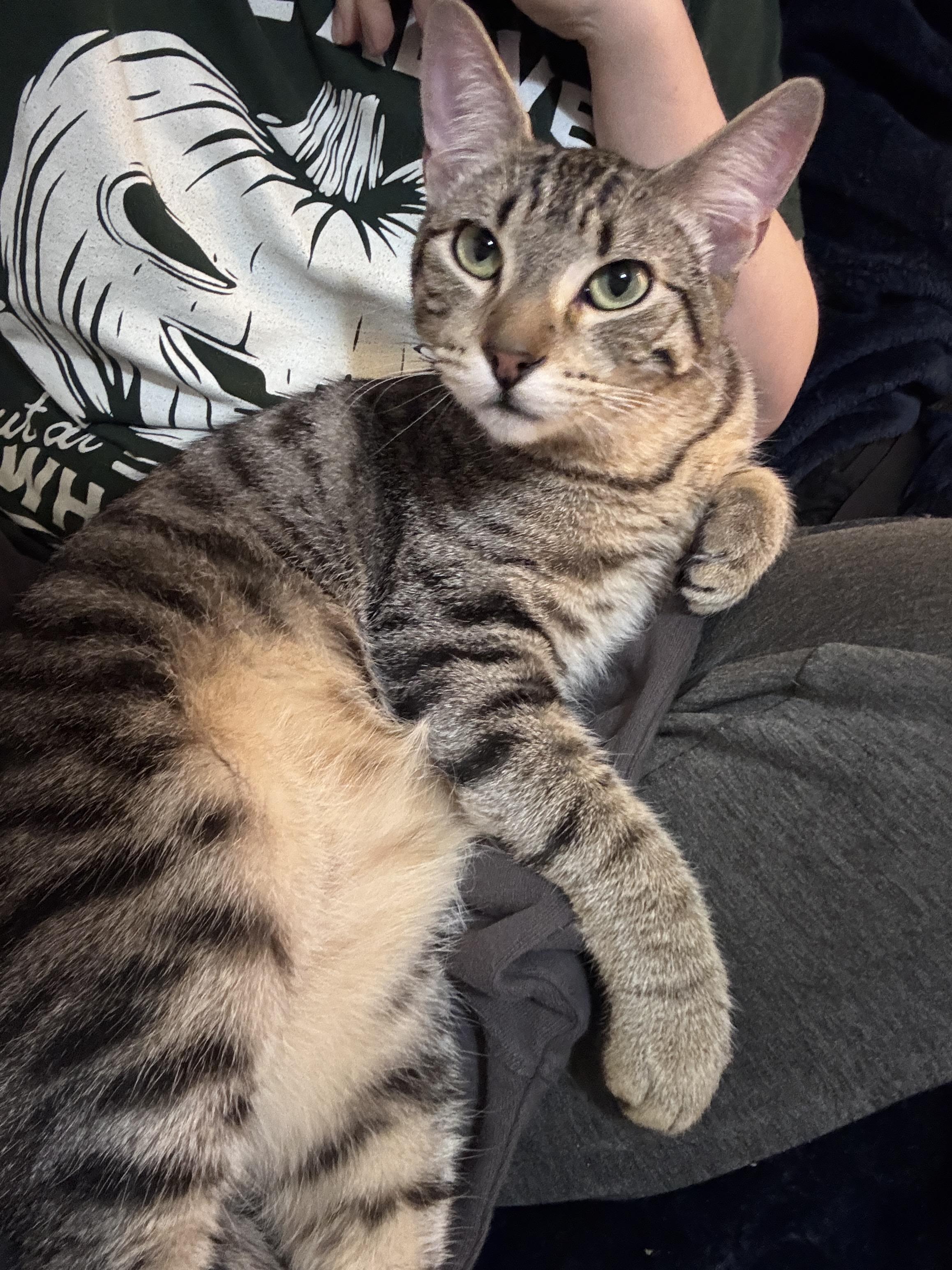 Enlarge Alex the cat, a ADOPTABLE Domestic Short Hair in Portland, OR image 1/4