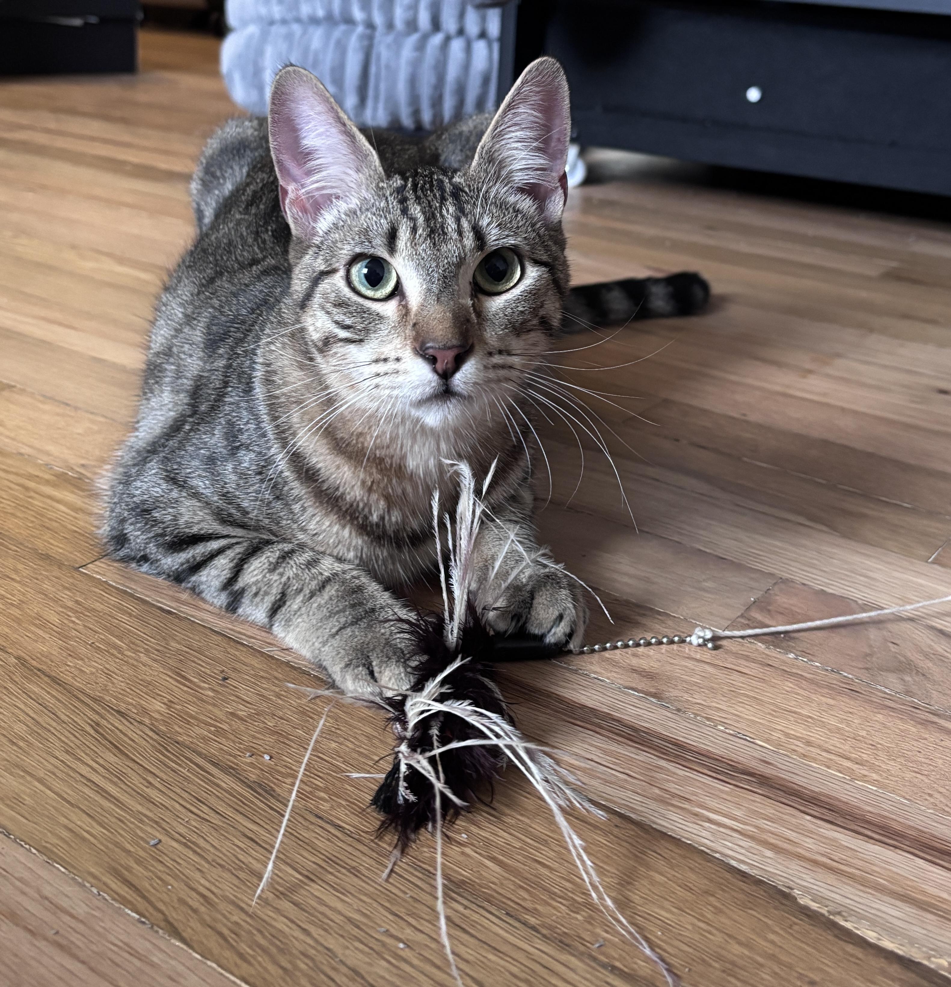 Enlarge Alex the cat, a ADOPTABLE Domestic Short Hair in Portland, OR image 2/4