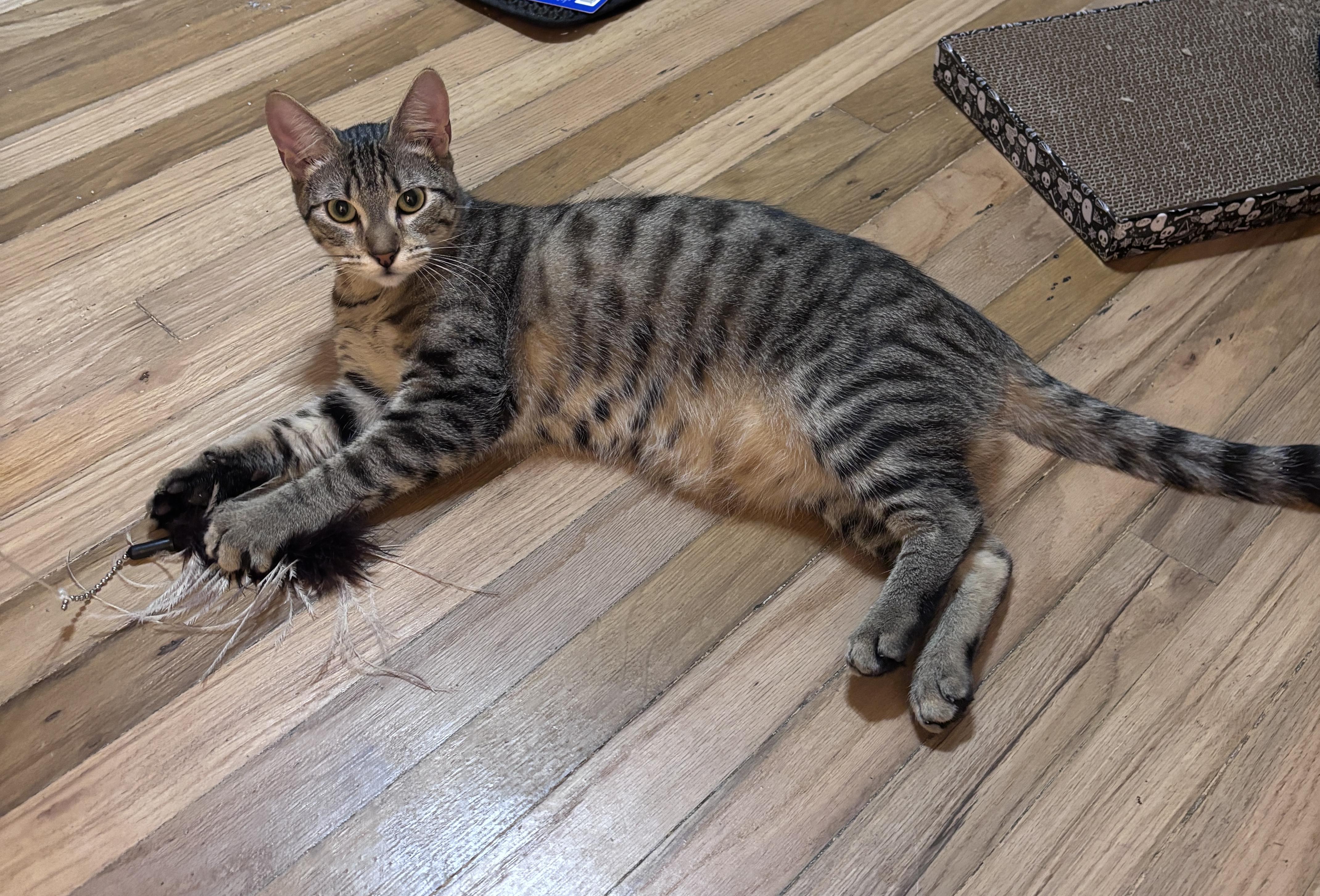 Enlarge Alex the cat, a ADOPTABLE Domestic Short Hair in Portland, OR image 3/4