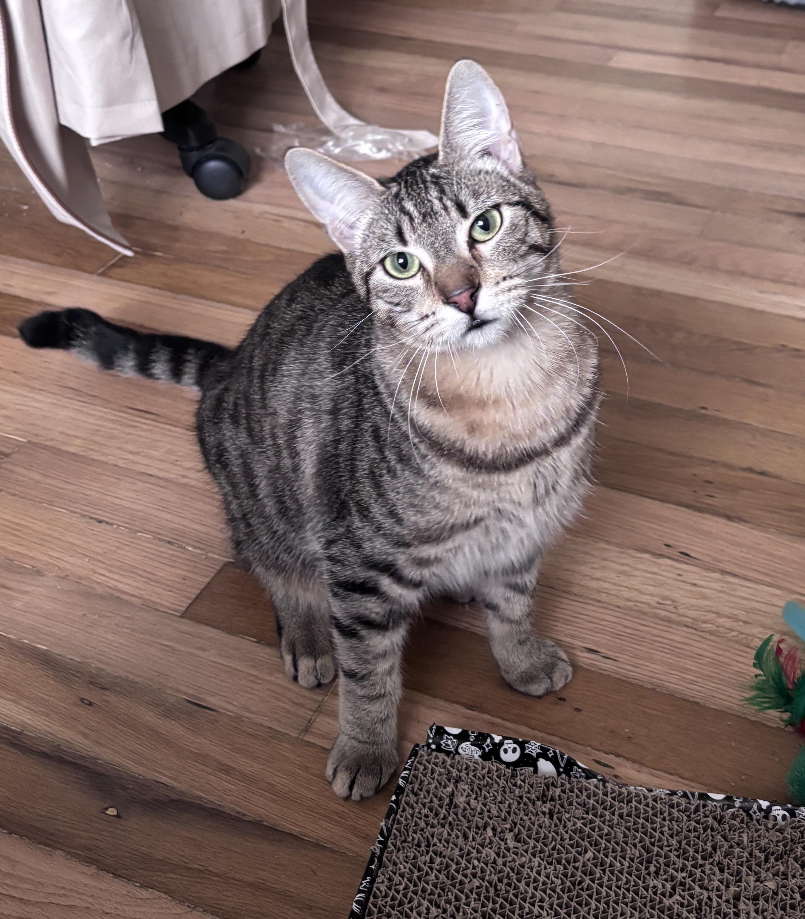 Enlarge Alex the cat, a ADOPTABLE Domestic Short Hair in Portland, OR image 4/4