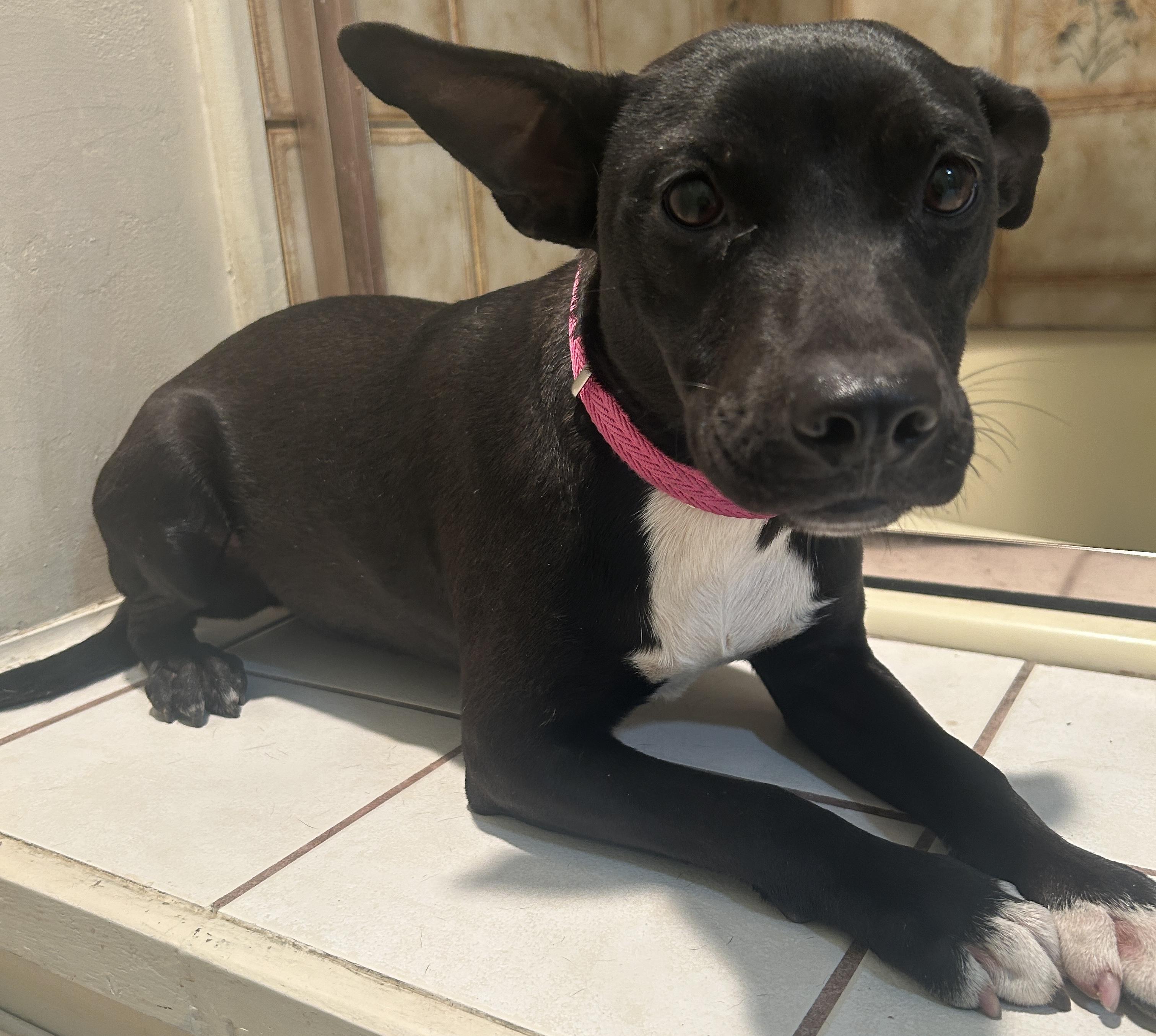 Enlarge COLY, a ADOPTABLE mixed breed in El Cajon, CA image 5/6