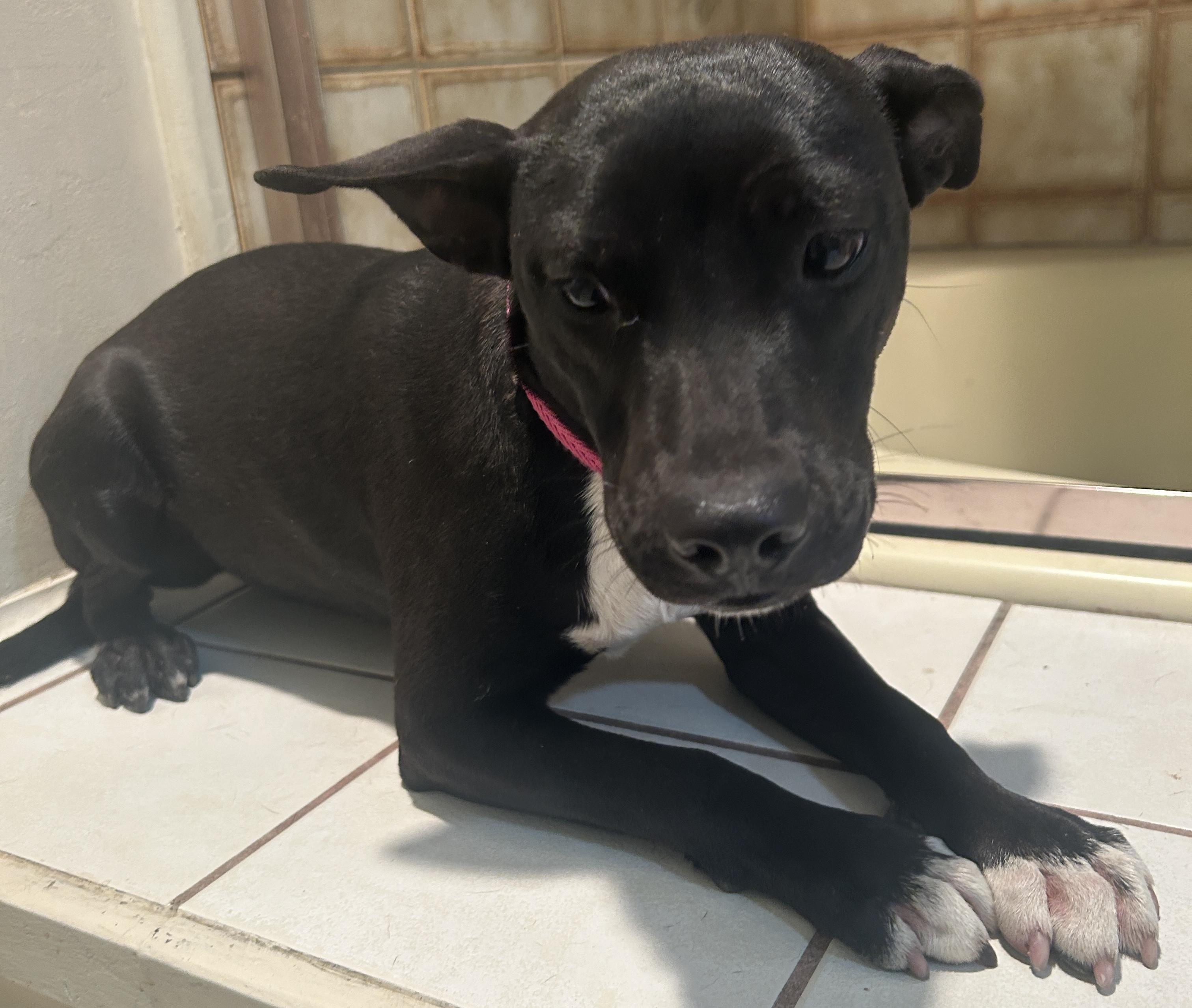 COLY, ADOPTABLE, Young Female Bull Terrier.