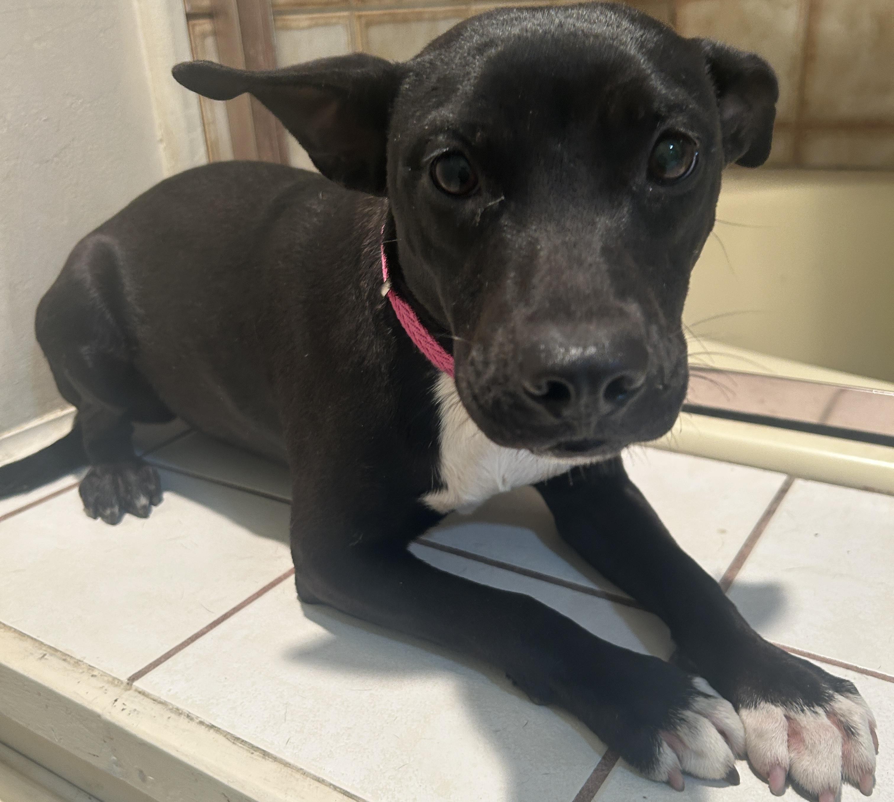Enlarge COLY, a ADOPTABLE mixed breed in El Cajon, CA image 3/6