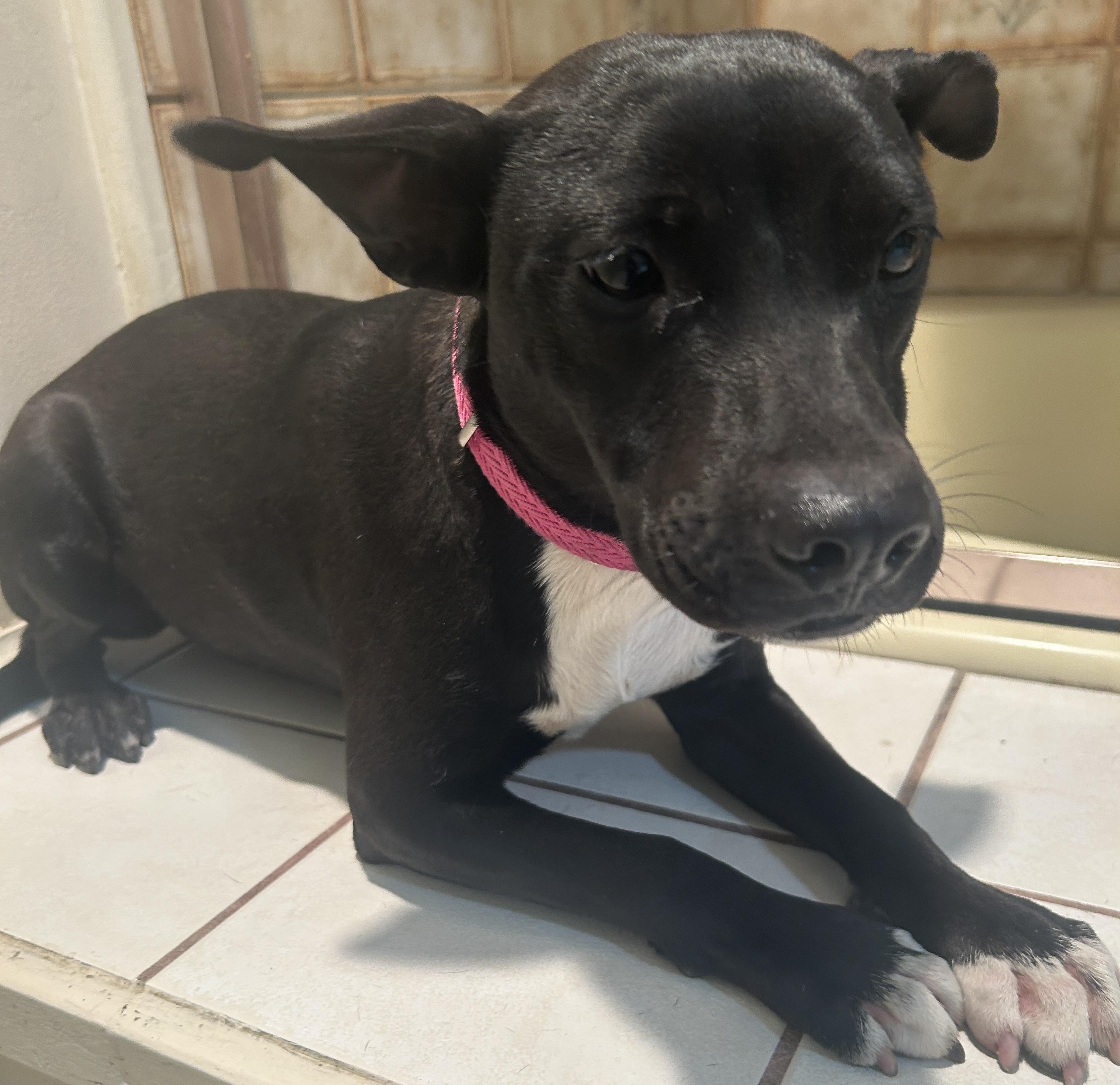 Enlarge COLY, a ADOPTABLE mixed breed in El Cajon, CA image 6/6