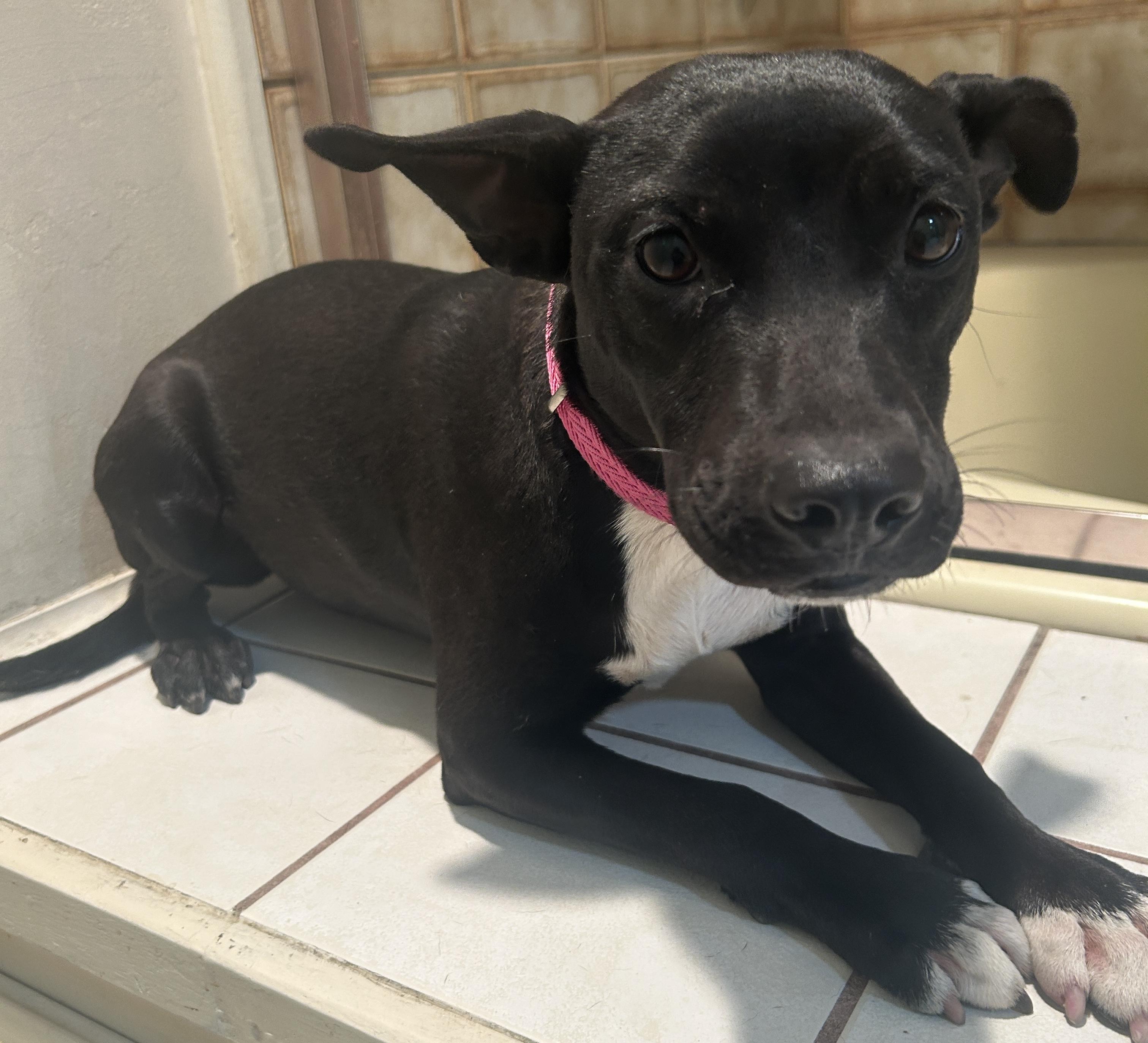 Enlarge COLY, a ADOPTABLE mixed breed in El Cajon, CA image 4/6